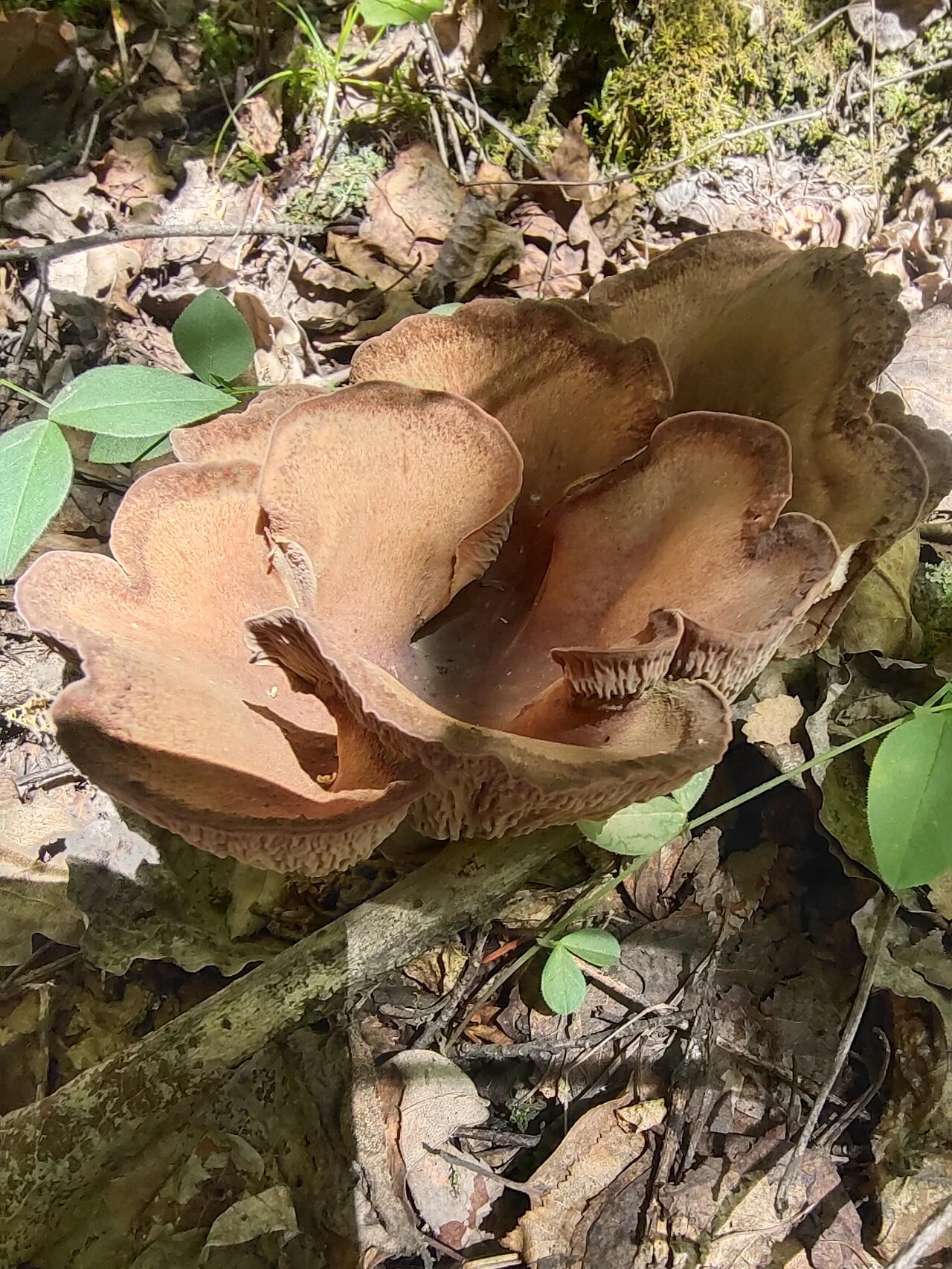 高原的马蹄菌好好吃哦!