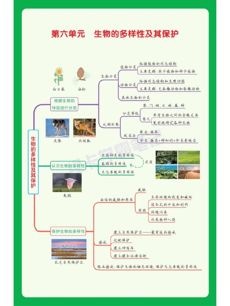 八年级上册生物思维导图 初二的学生来打卡学习啦!