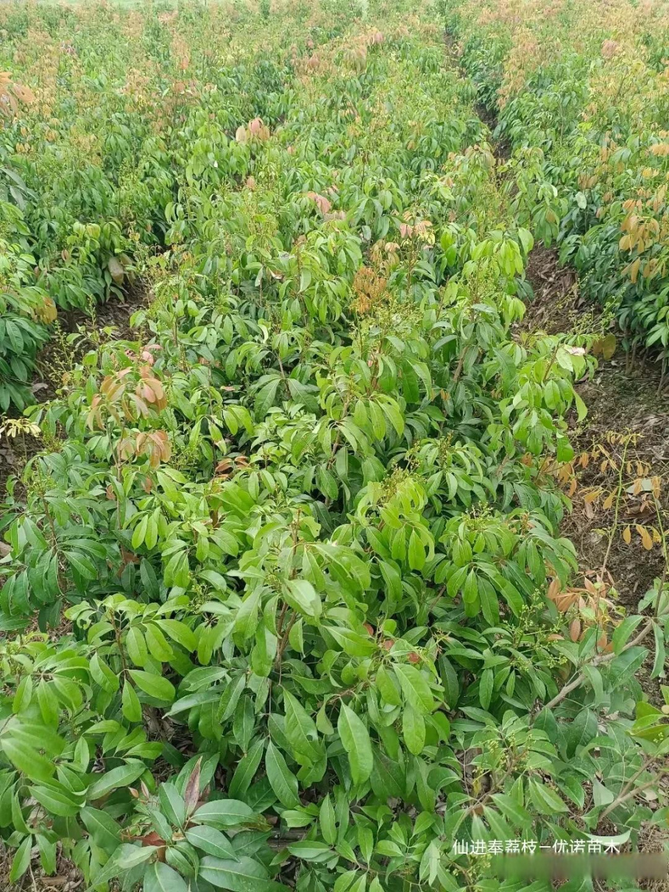 最新荔枝品种,仙进奉荔枝果苗,脆甜荔枝苗