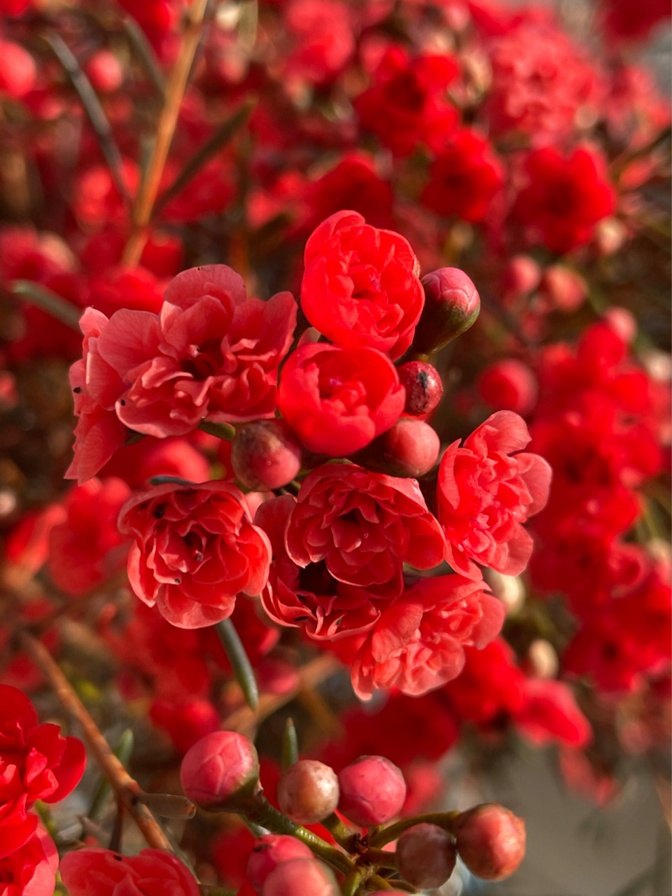 重瓣红色腊梅 吸染的大红色,非常喜庆!