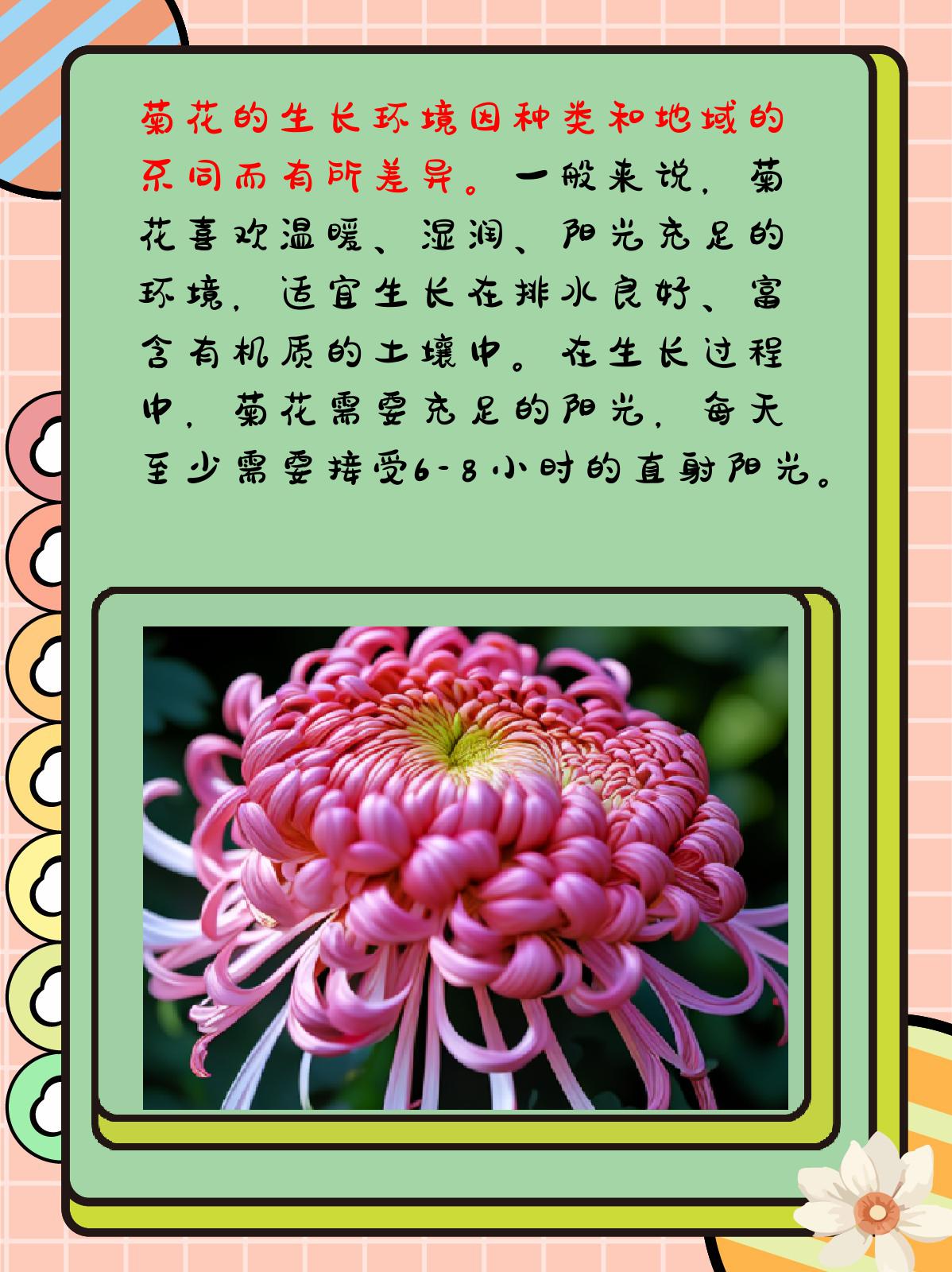 菊花的习性有哪些