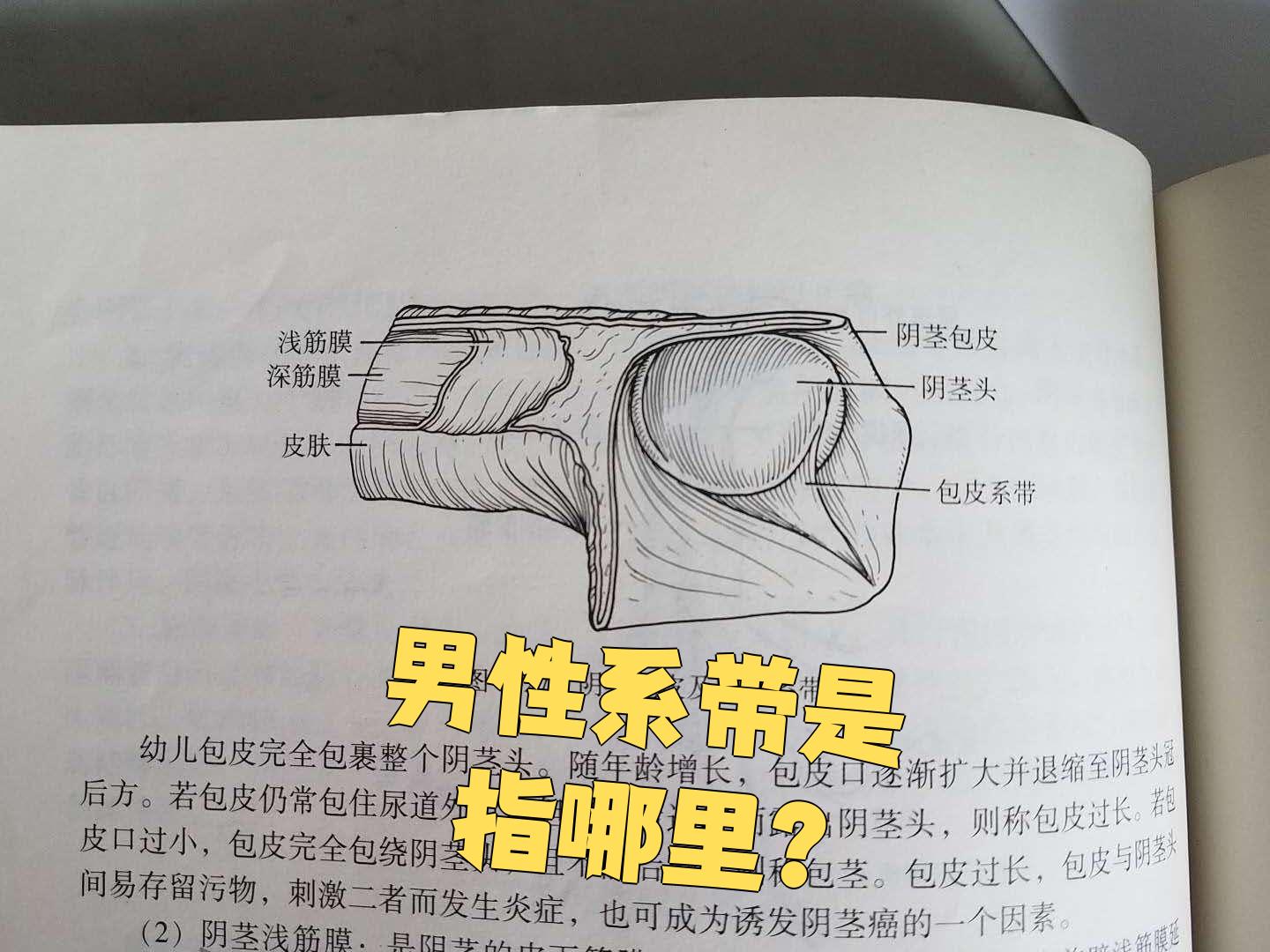 男性系带通常指的是包皮系带,这是阴茎上一个很关键的结构