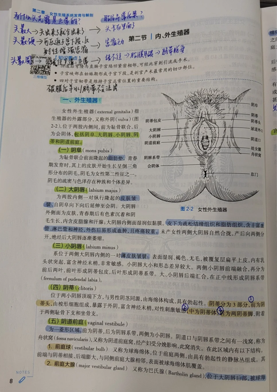 下腹部三角区长毛的地方医学上叫"阴阜"