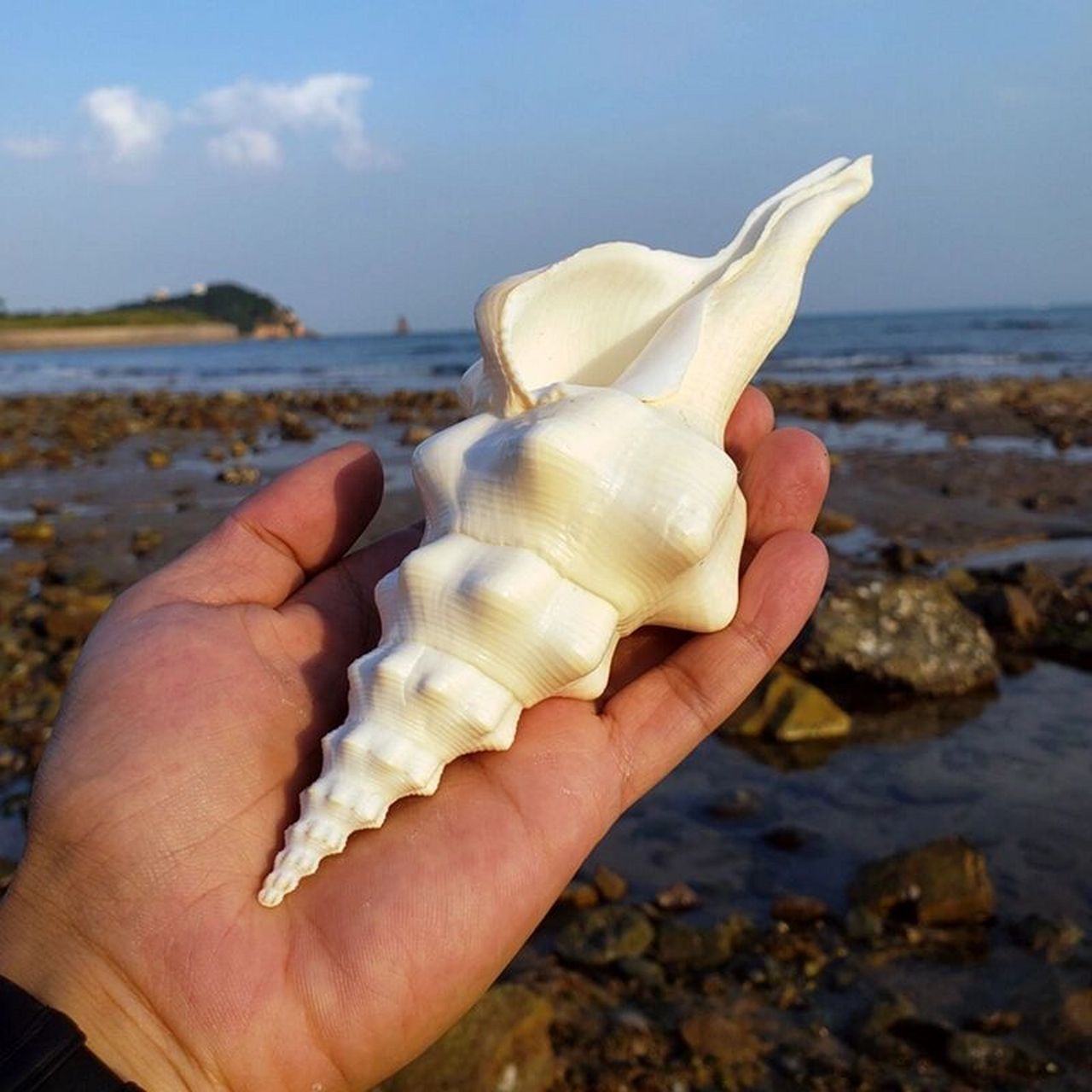 好物种草 | 名彩贝螺·天然海螺摆件 来自大海的艺术品