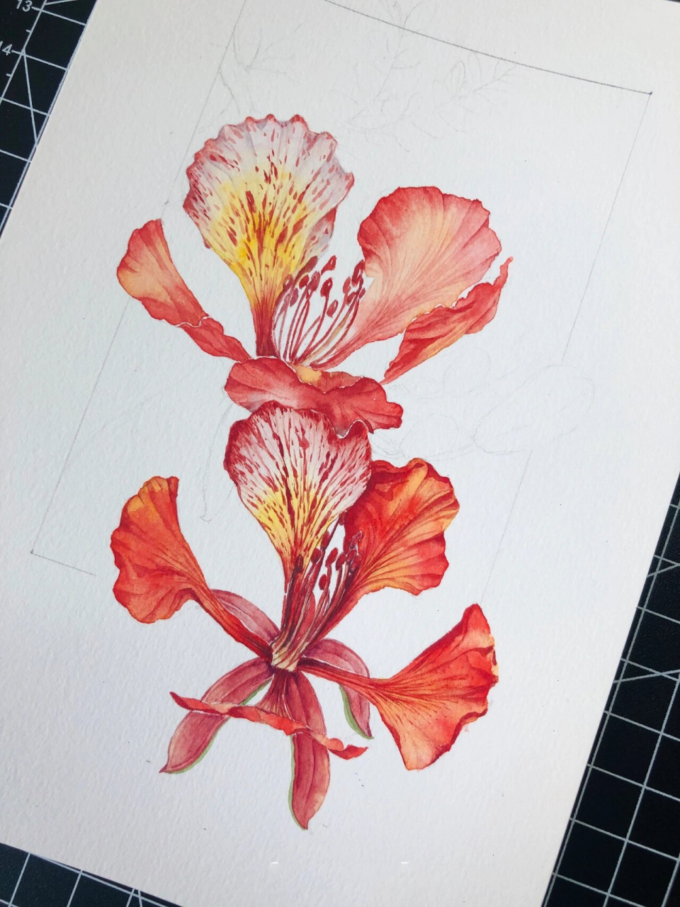 水彩 . 凤凰花 . 手绘 花红叶绿,一团团一簇簇, 凤凰重生是涅槃.