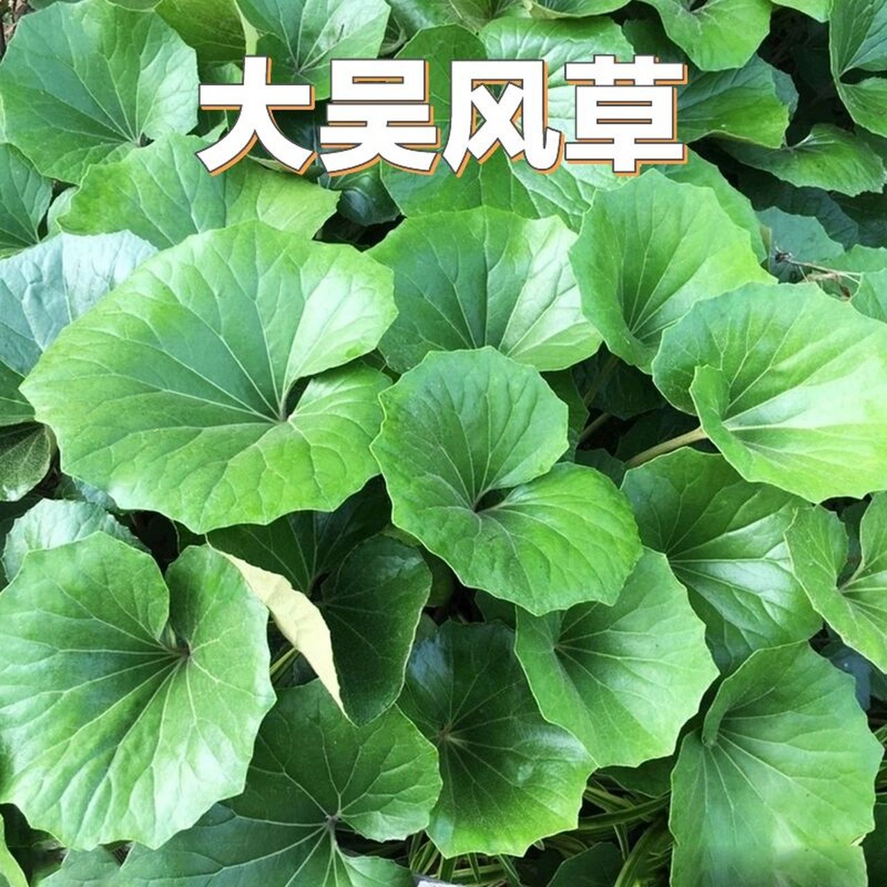 花境植物第31弹——大吴风草 大吴风草因叶子酷似莲叶,又称"活血莲"与