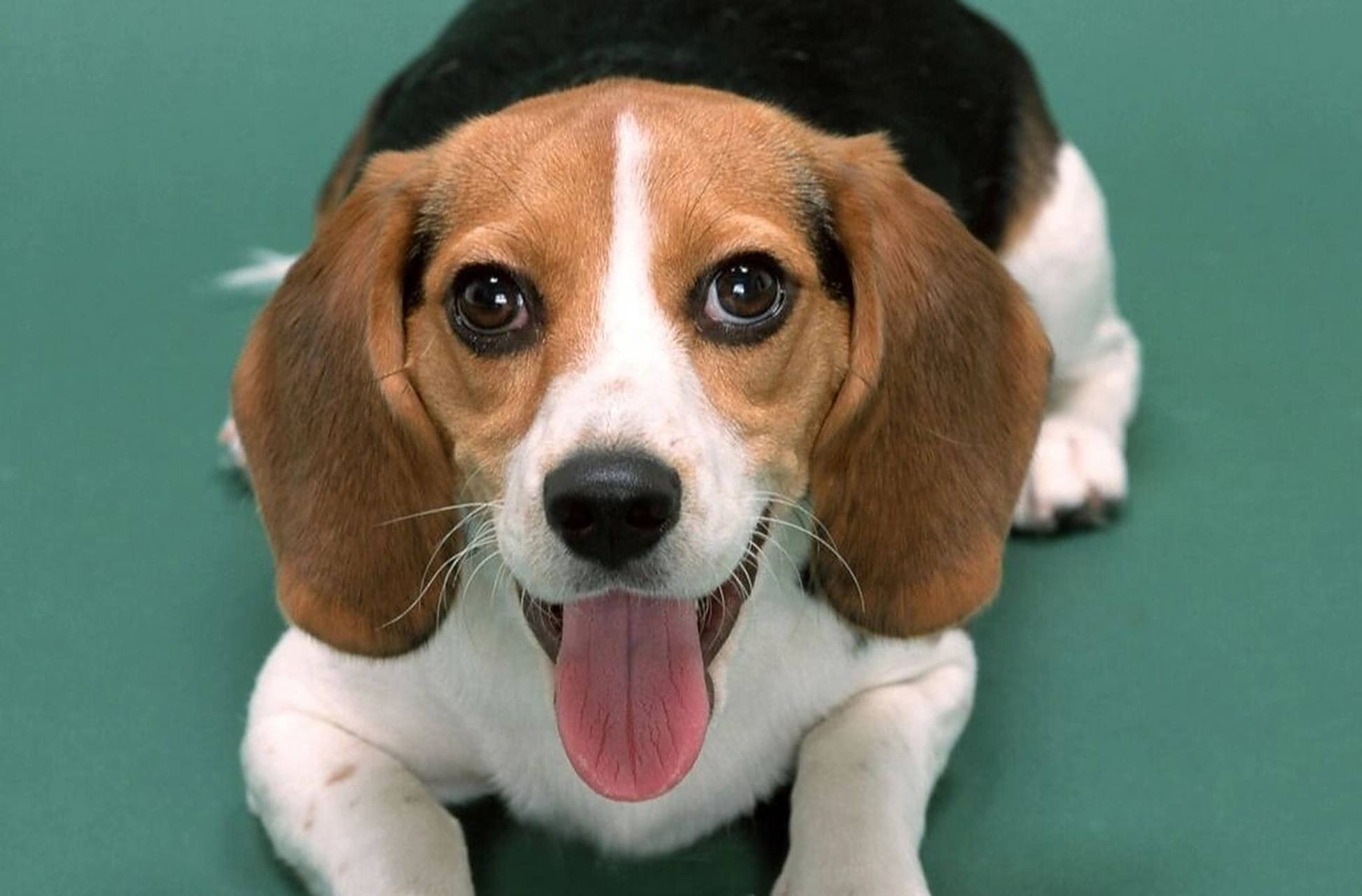 比格犬——实验用犬 比格犬是一种中型犬,原名米格鲁猎兔犬,他们的的