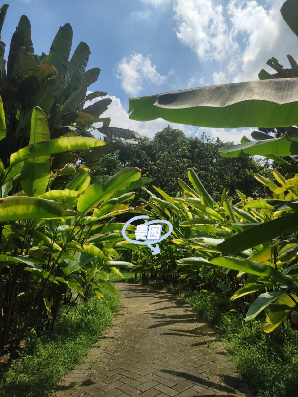 广州|华南植物园多次游玩总结出来的攻略 华南植物园位于广州市天河区