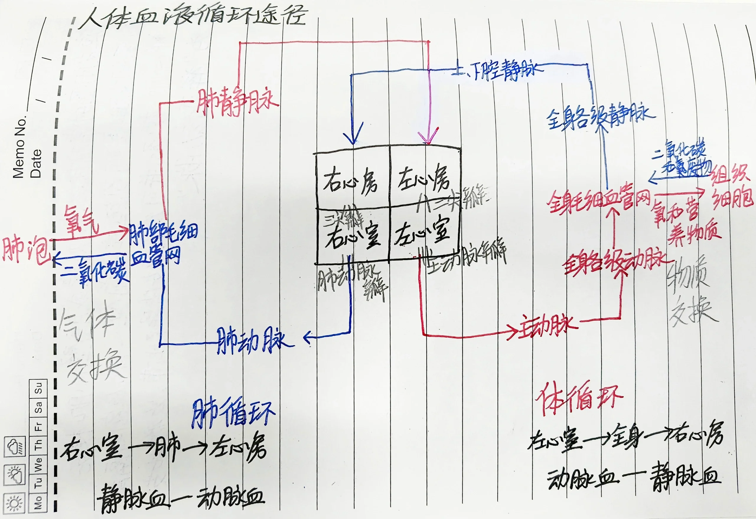 人体血液循环途径