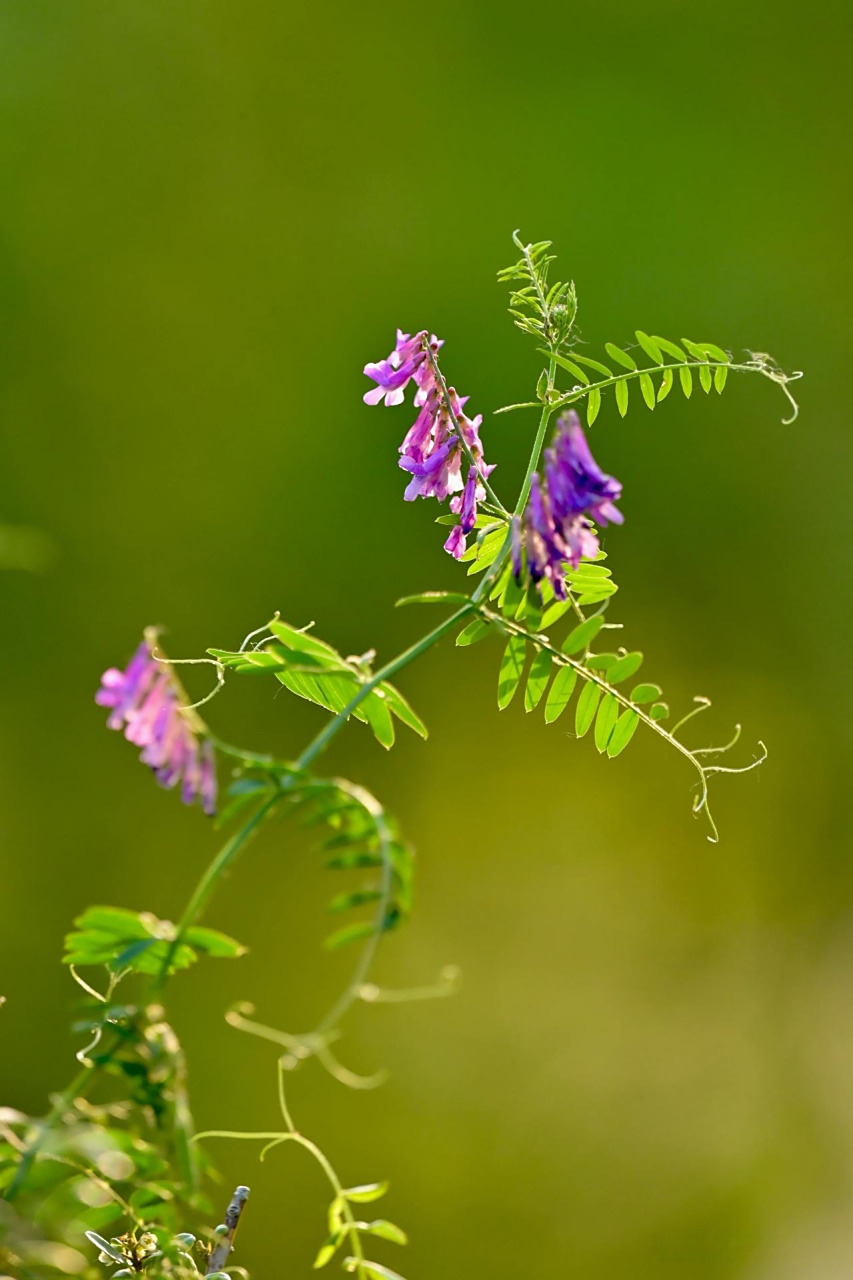 路过公园的小路旁,紫红色的野豌豆花一串串,一片片的,从一个小山坡