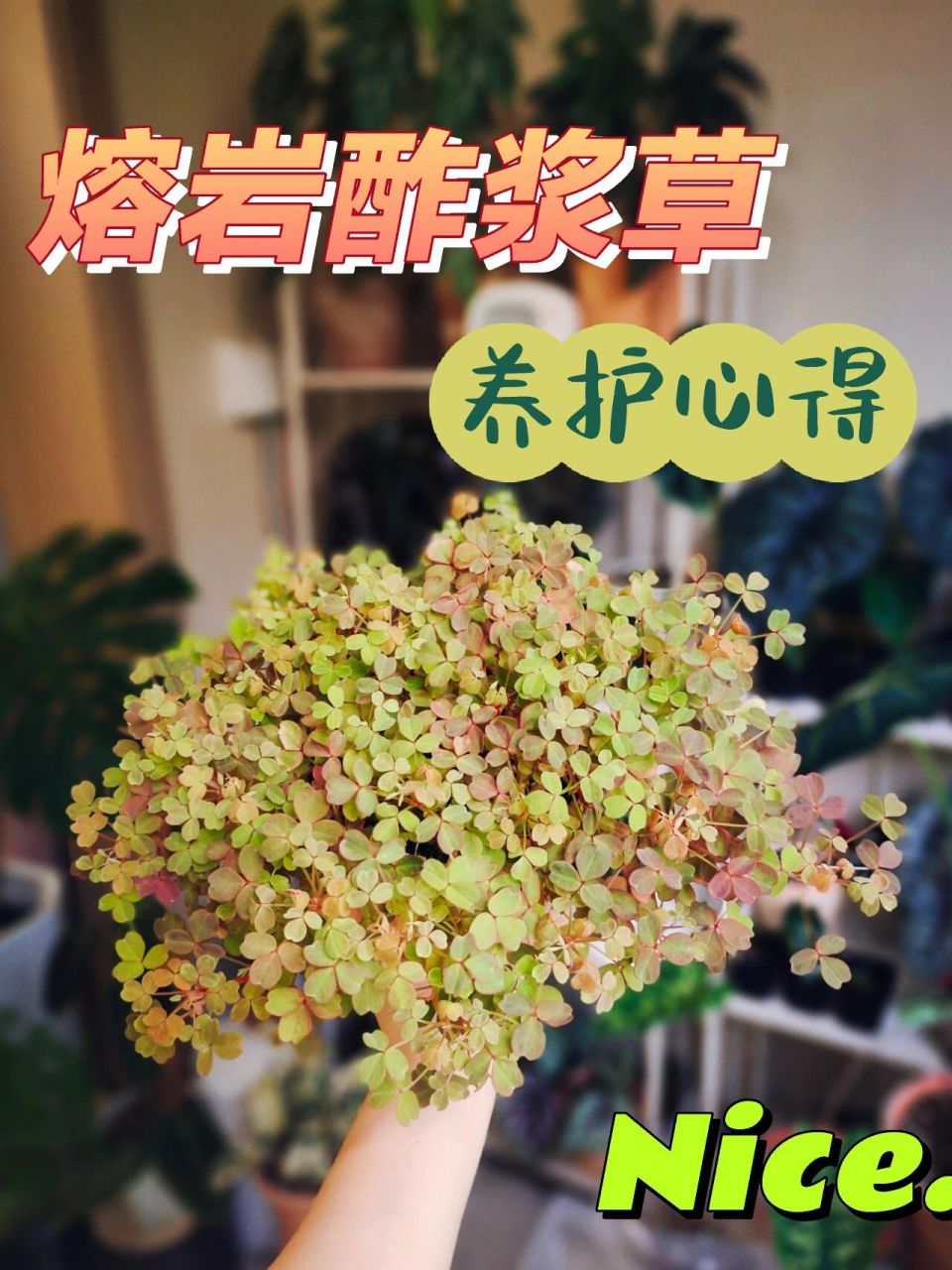 简单好养丨熔岩酢浆草,小红枫养护心得 拍摄是在傍晚了,颜色暗淡一些.