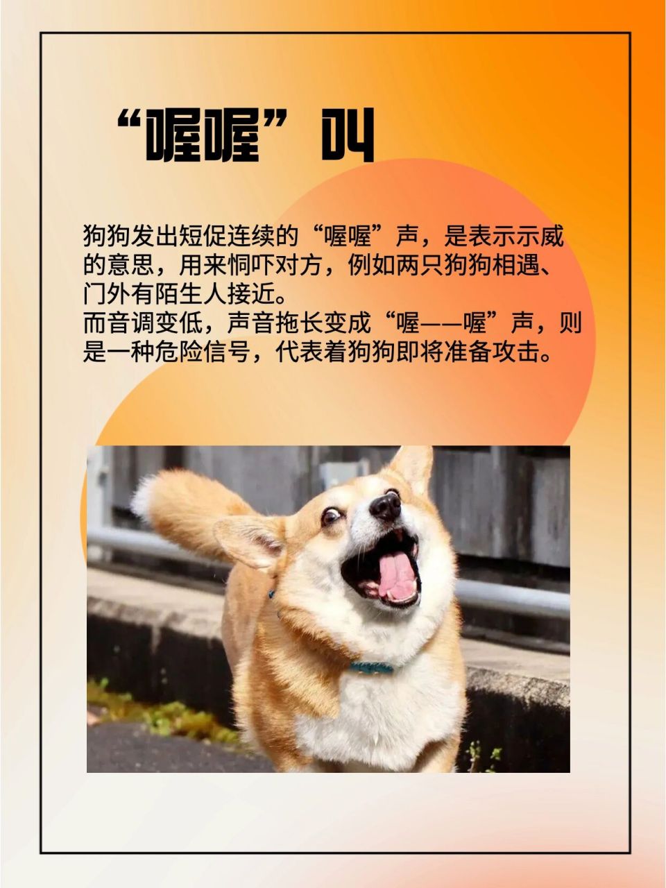 狗狗叫声的真正含义6015 99"汪汪"叫声 如果狗狗对主人发出明亮