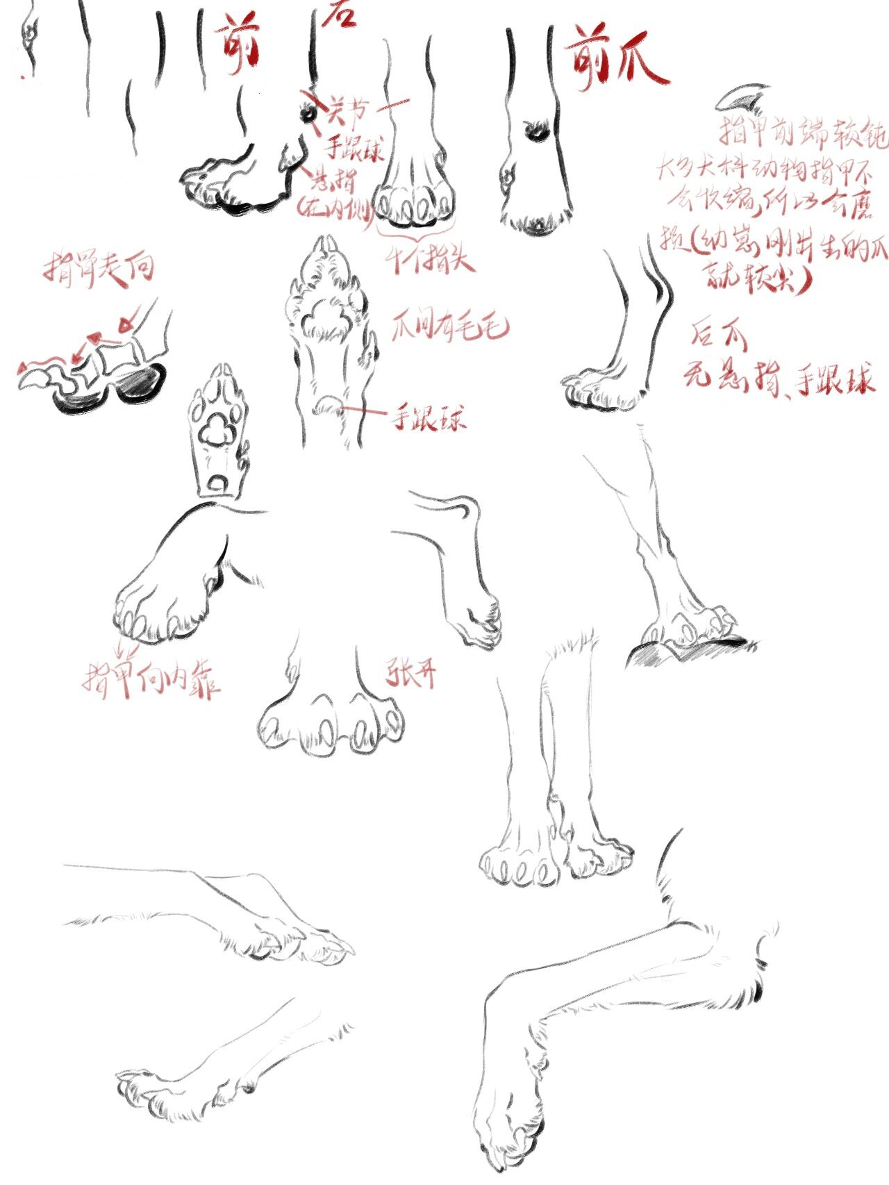犬科动物爪子绘画教程