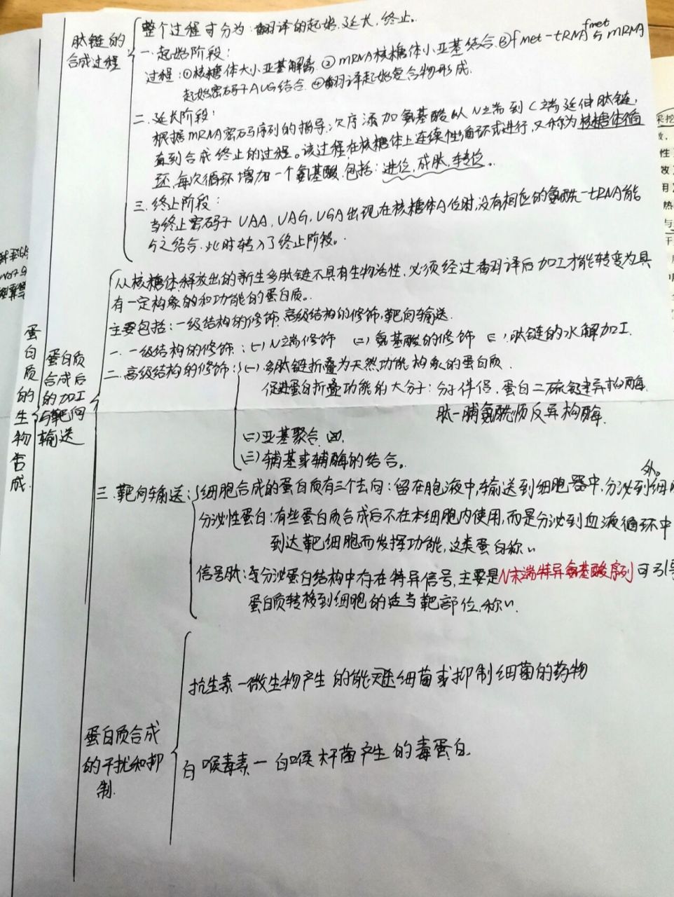 生物化學(生化)思維導圖蛋白的生物合成 蛋白質的生物合成 思維導圖