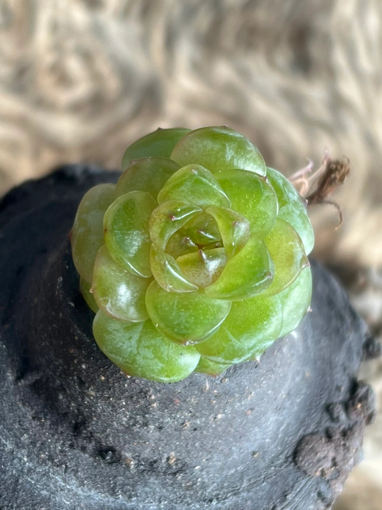 灯泡 珍妮 多肉