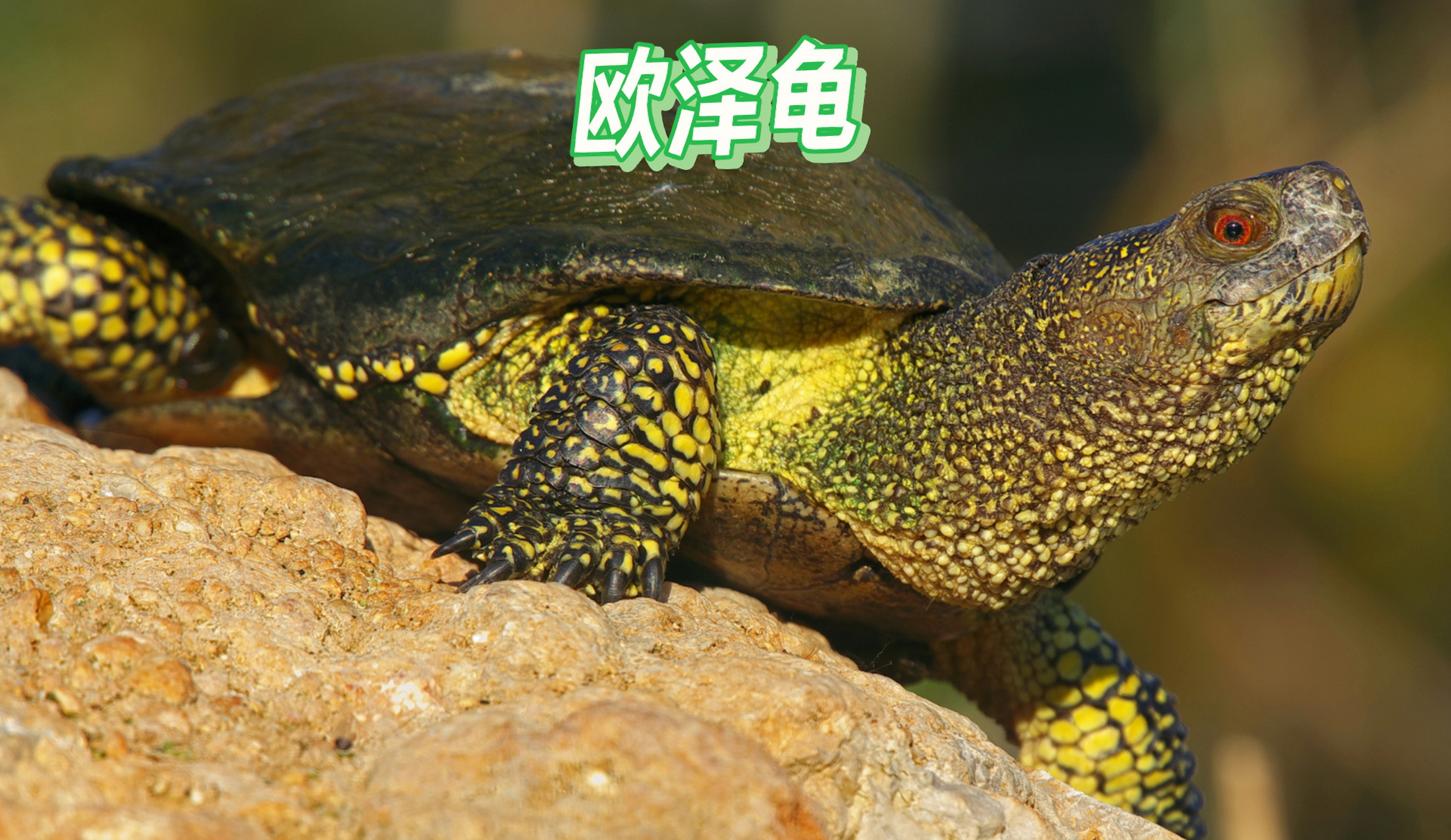 欧洲泽龟是欧洲分布最广的龟,该品种相对冷门.