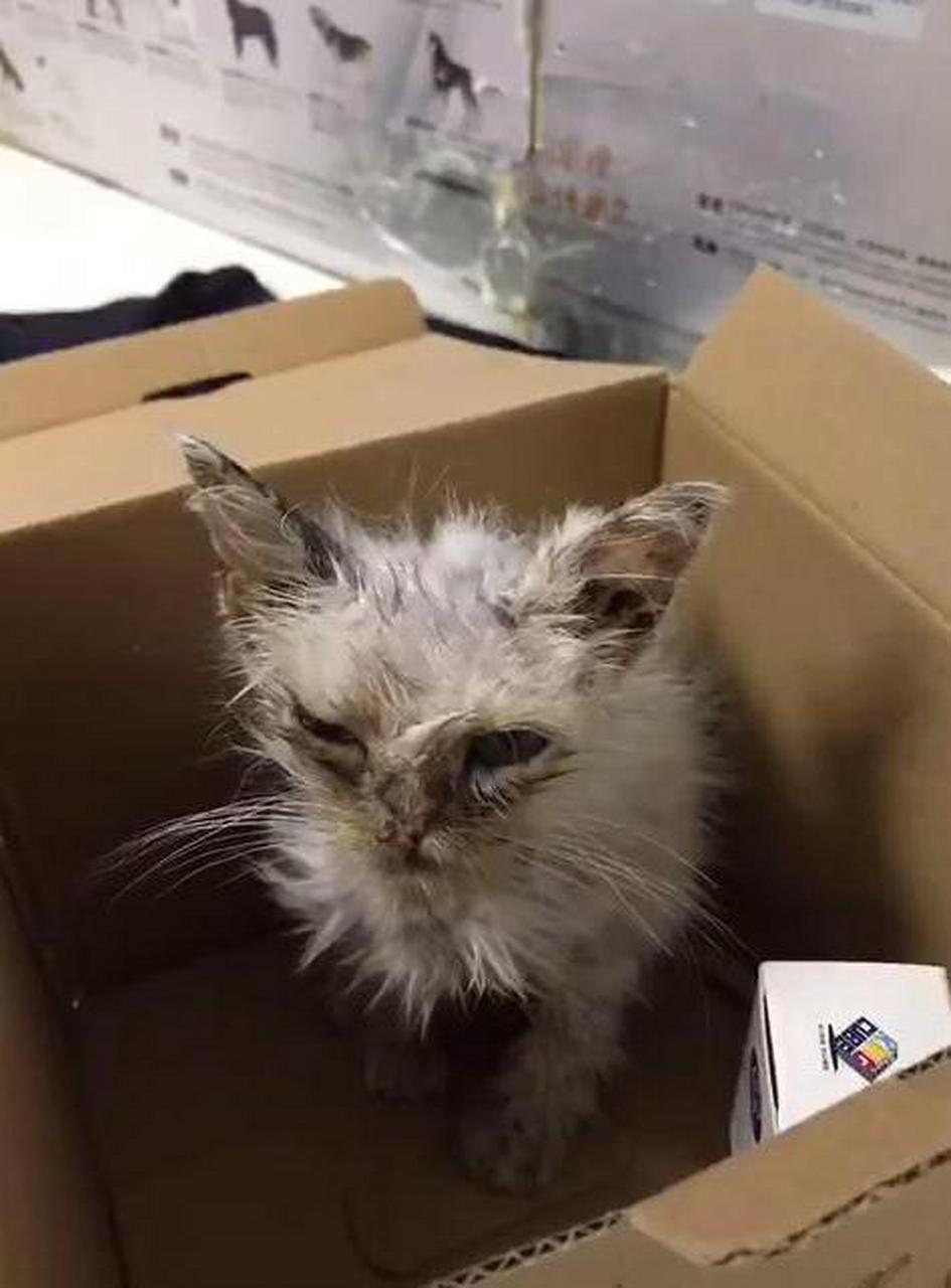 流浪猫被收养半年后[心]  #萌宠成精记##新手作者专属任务