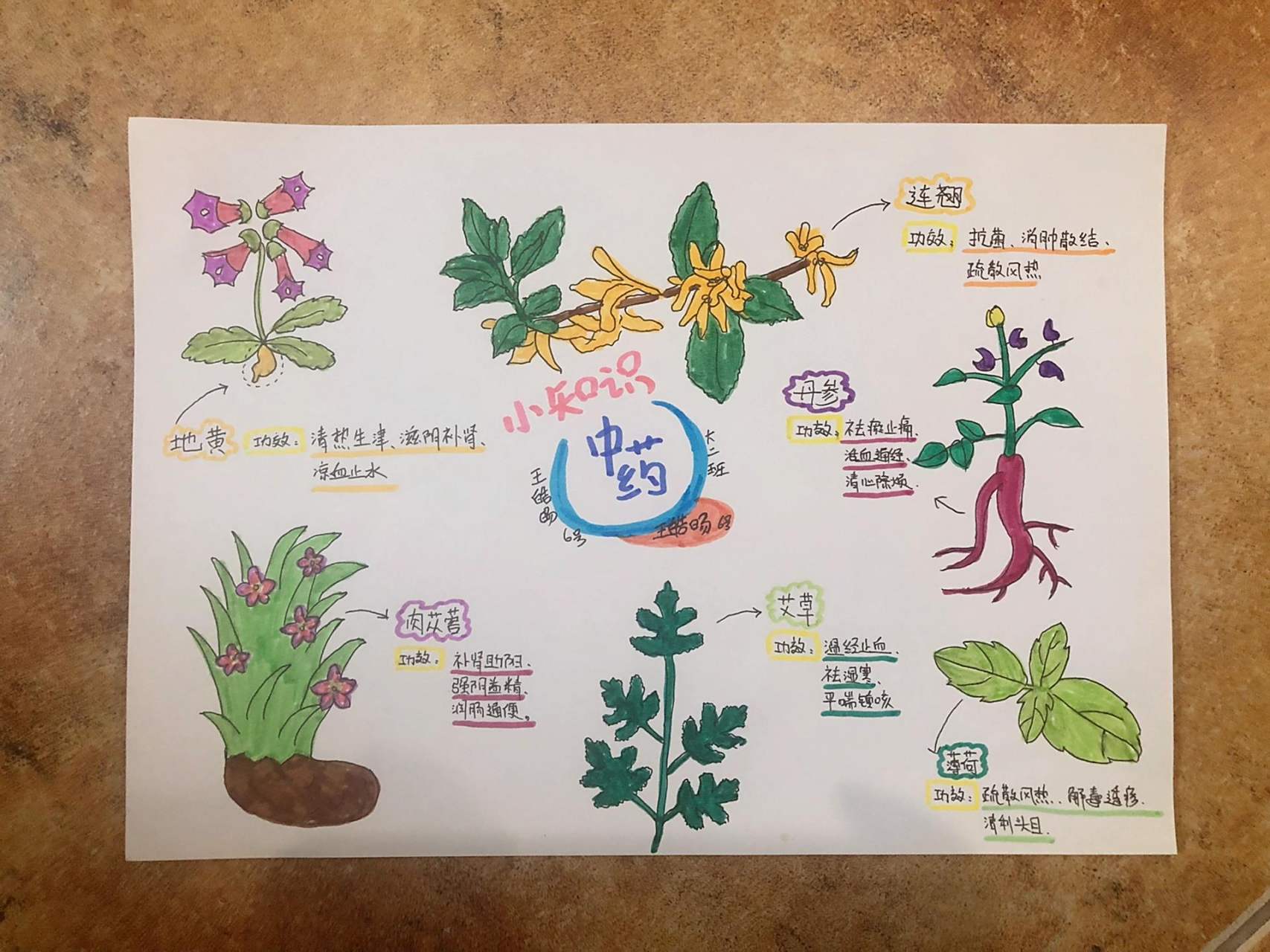 幼儿园"神奇的中草药"手抄报 幼儿园"神奇的中草药"手抄报