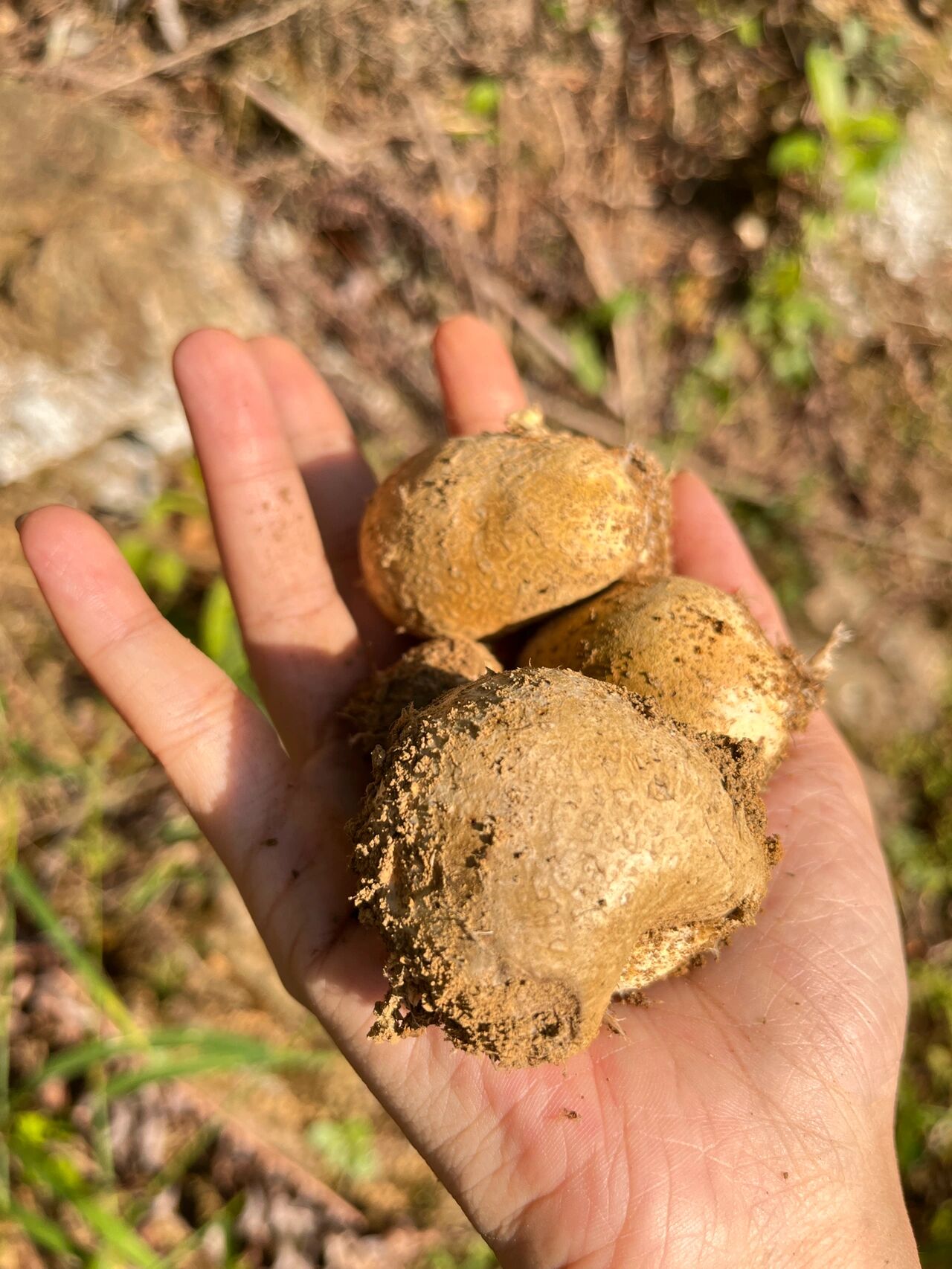 前三张图是我们采的石头菌,学名马皮泡,江西信丰经常会吃的一种菌子.