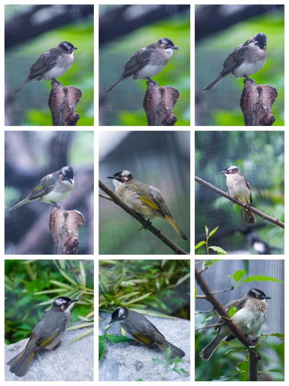 鸟类图鉴 | 白头鹎(白头翁) 学名:pycnonotus sinensis,是鹎科,鹎属