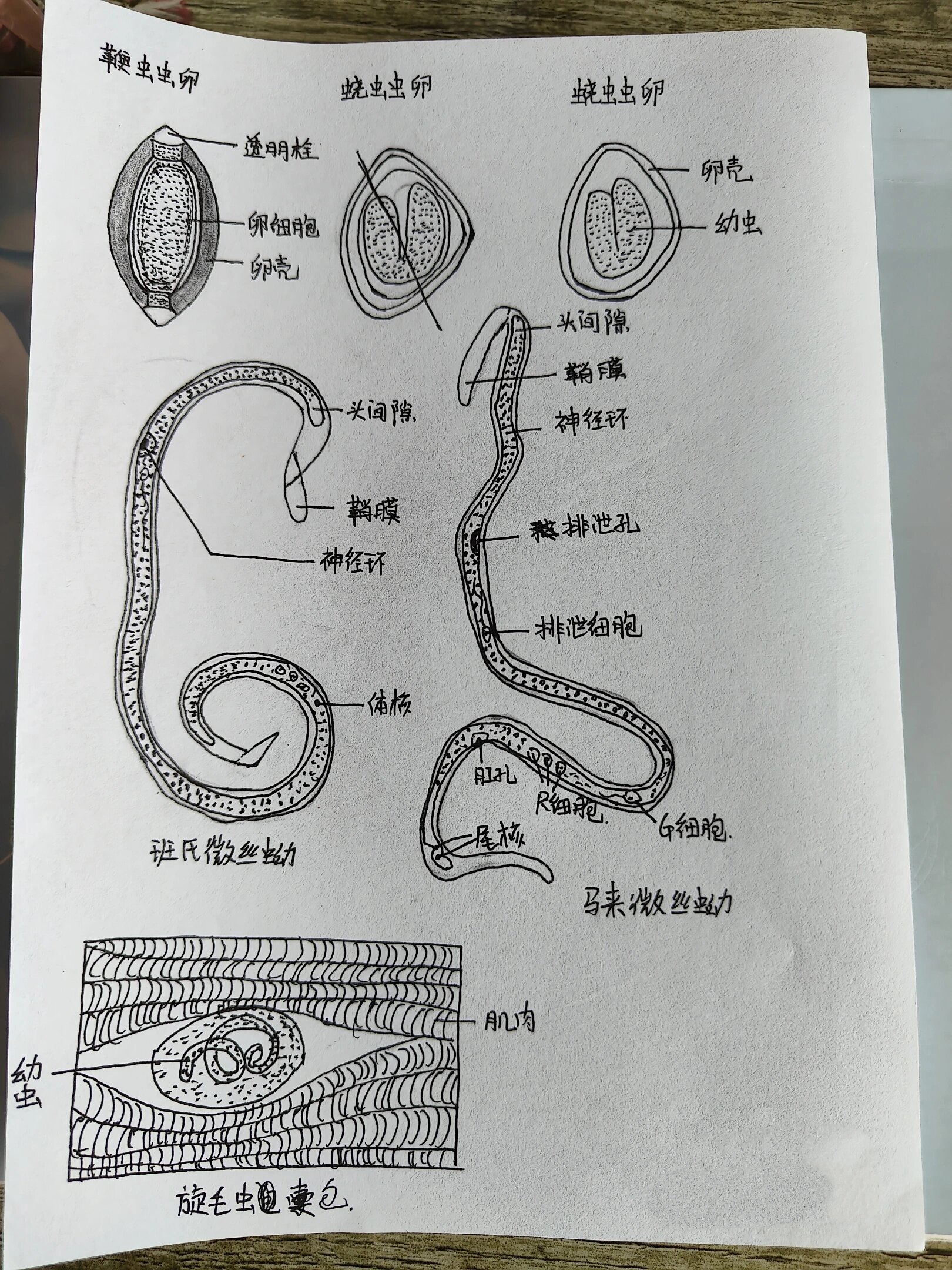 常见寄生虫手绘图