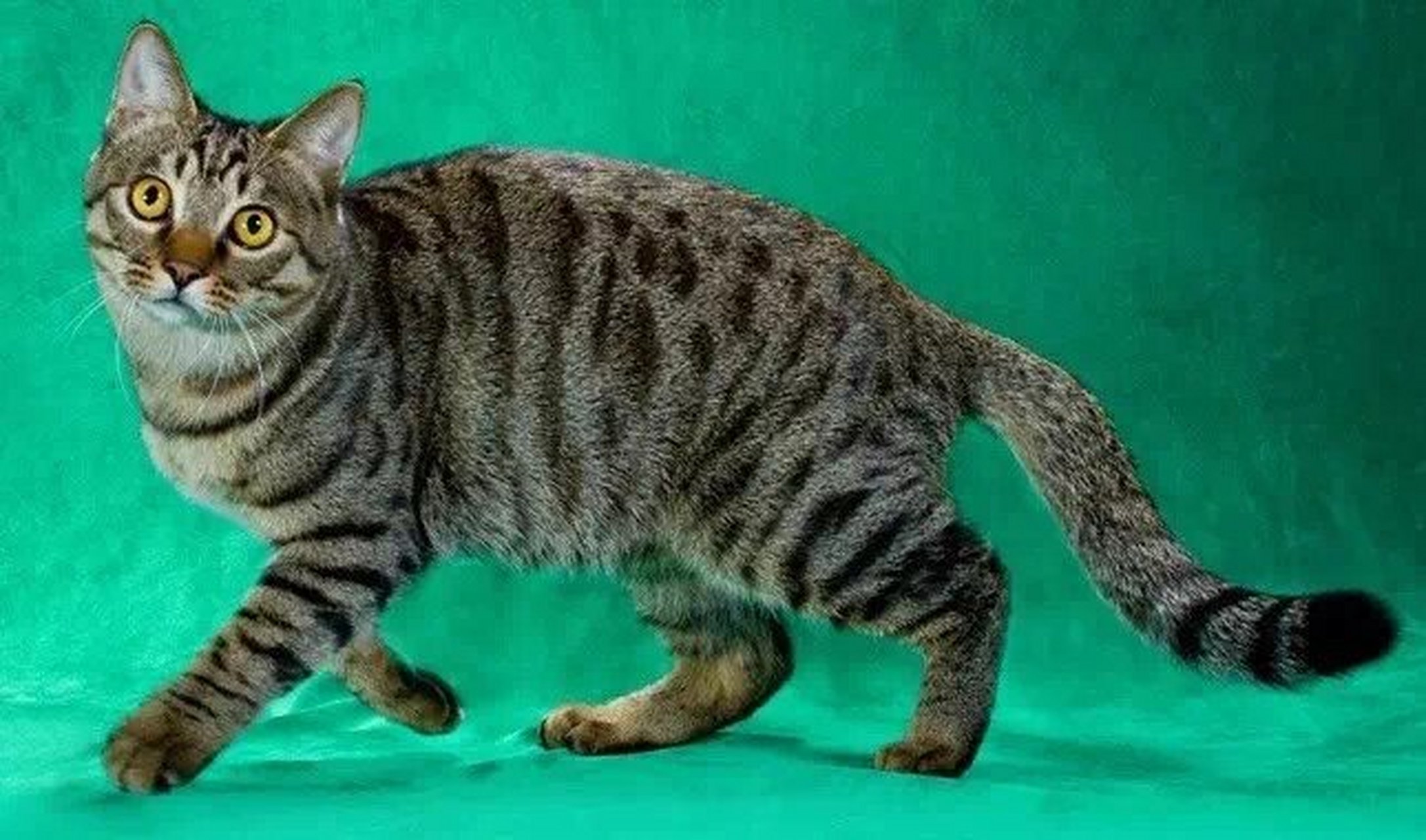 狸花猫与美短棕虎斑区别 图一～三为中国 99纹理和花纹跟美短的棕