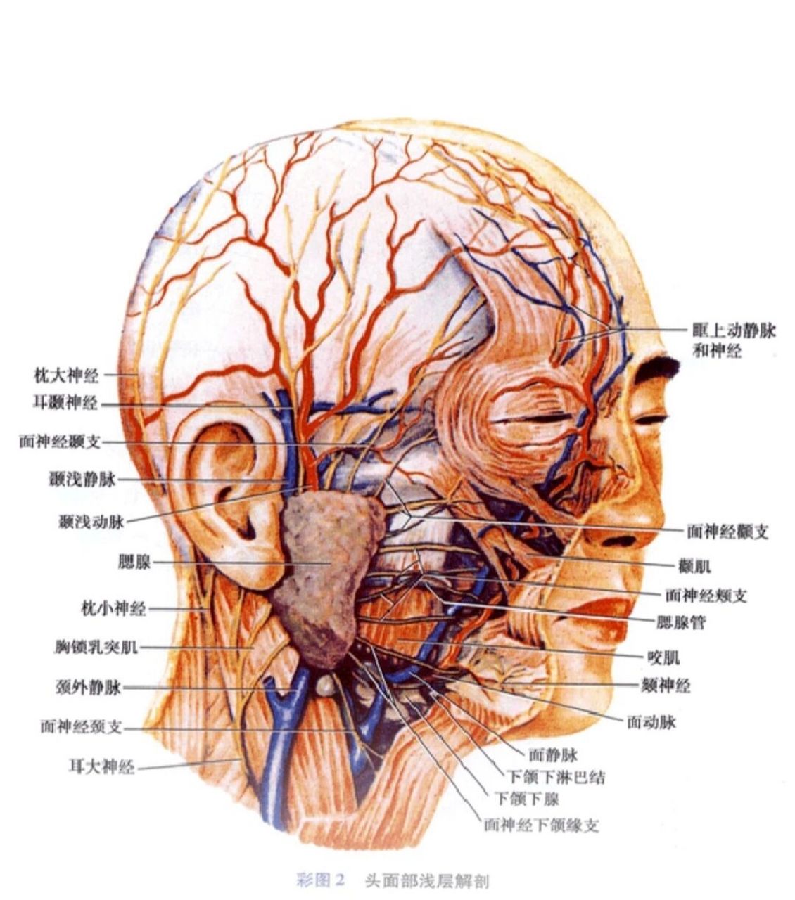 颚部示意图图片