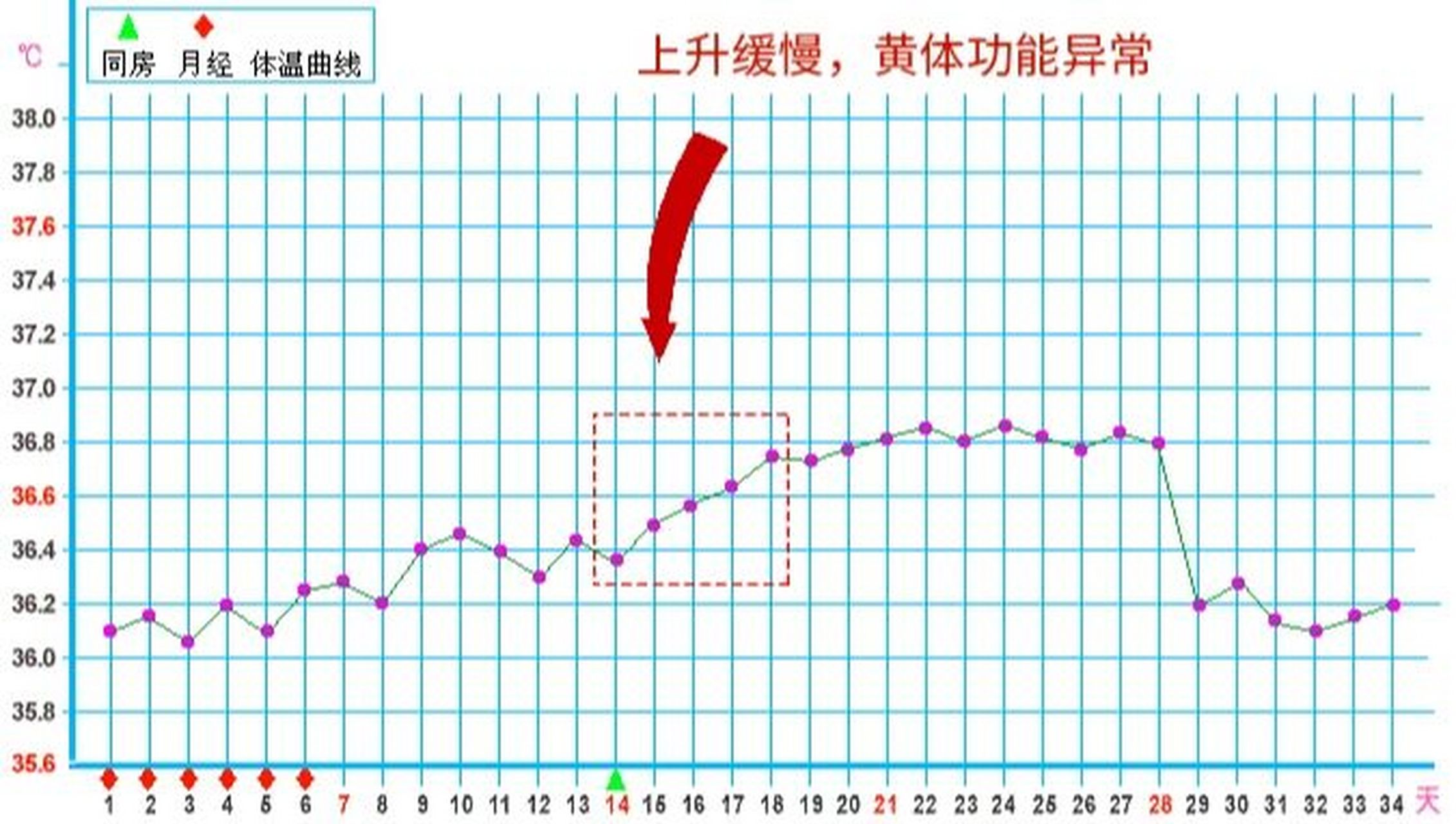 排卵基础体温图图片