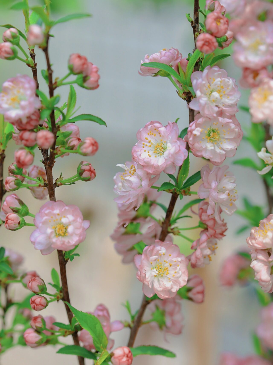 重瓣麦李      	 重瓣麦李,花朵非常仙气!