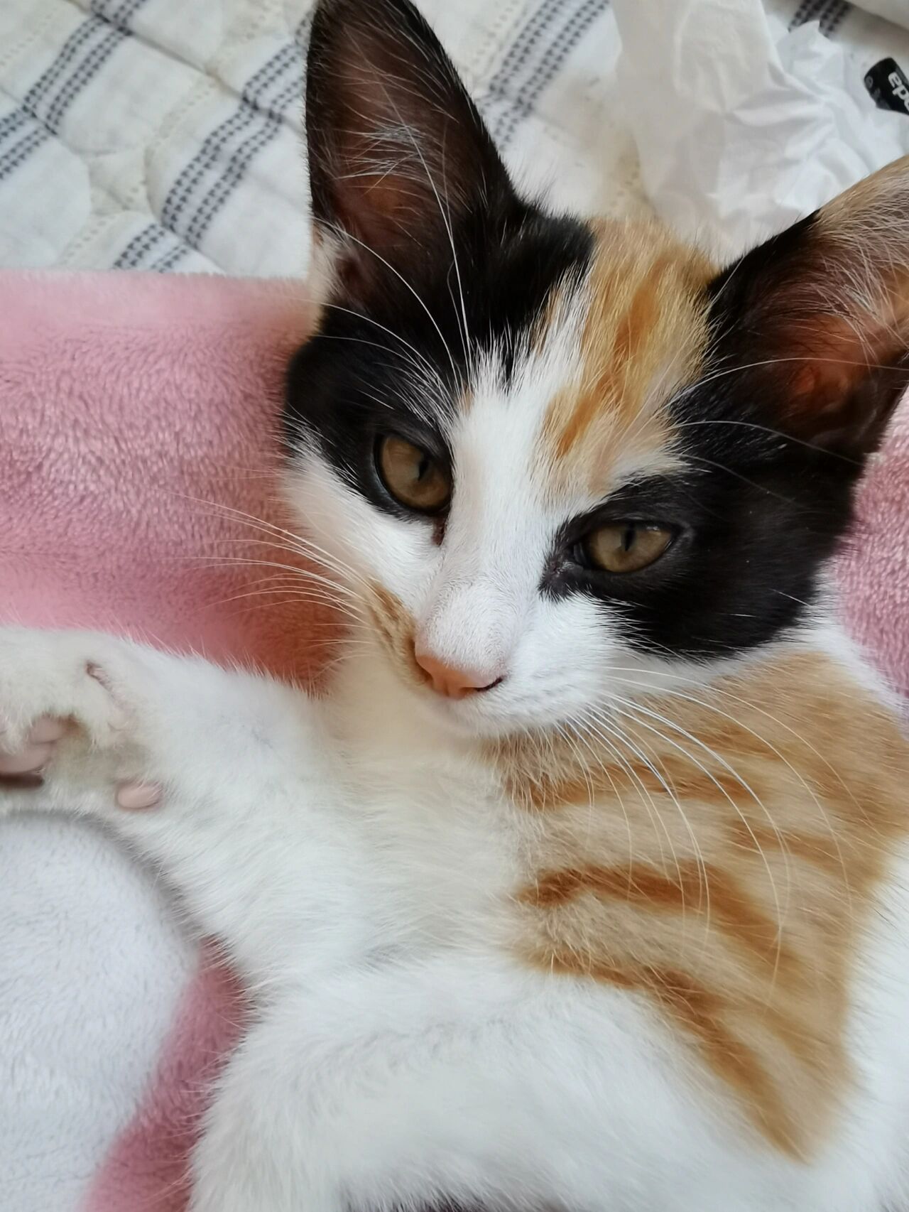 怎么会有这么像狐狸的小猫咪啊 大年廿九晚上捡回来的,当时黑麻麻的也