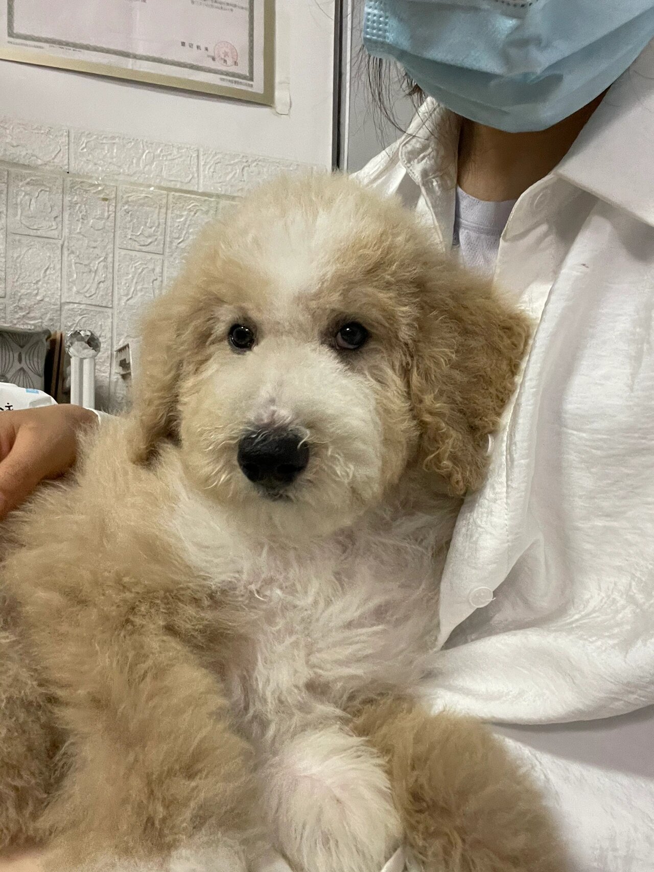 香槟色巨贵犬三个月