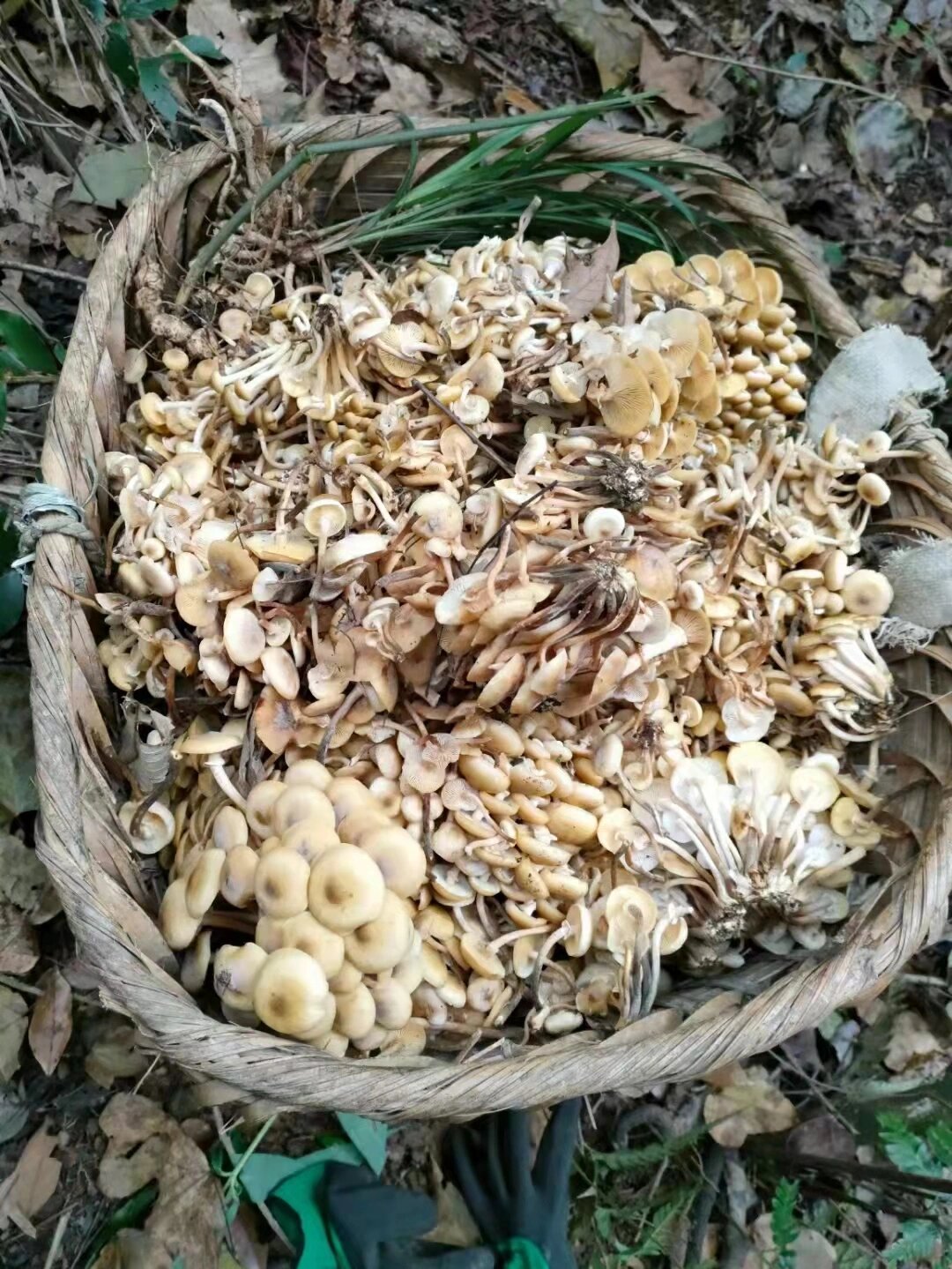 贵州吃野生菌的时节