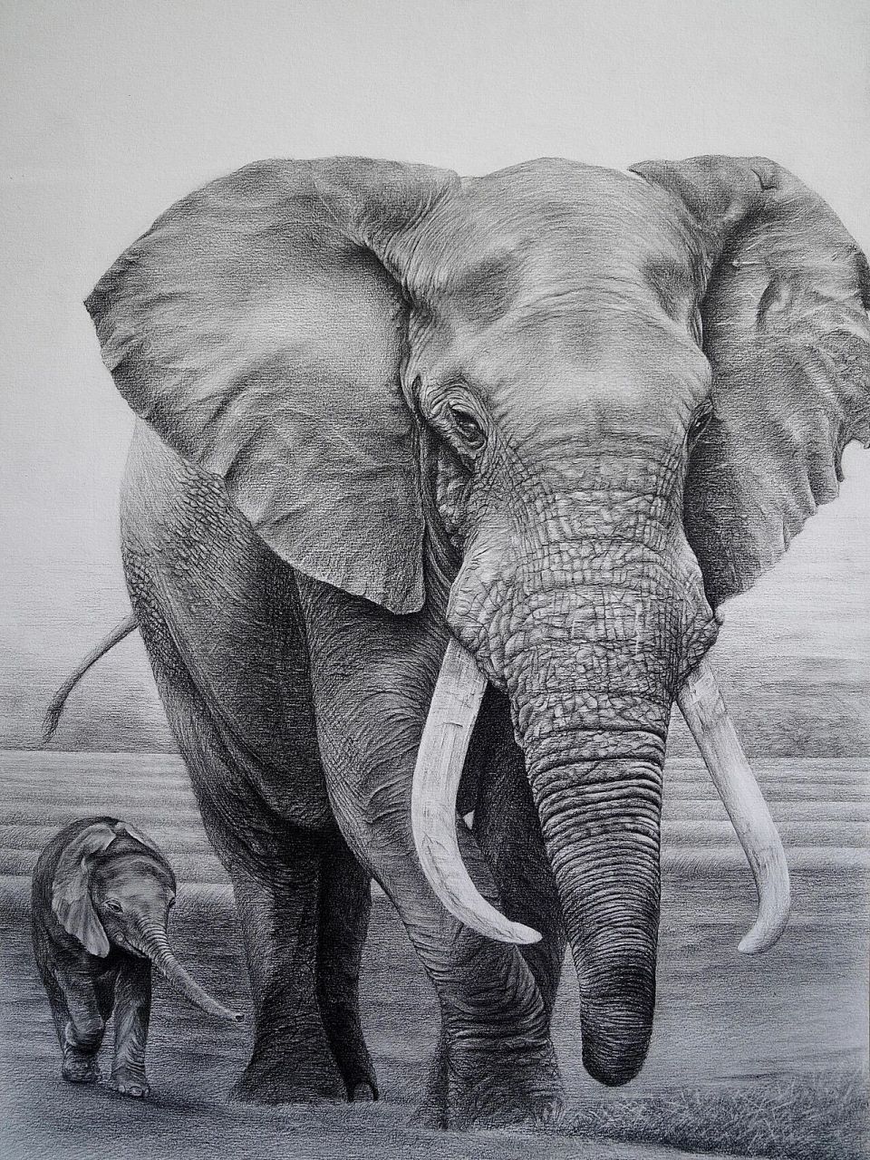 素描动物篇:大象—《非洲象》 大象是我们很熟知的动物之一,拥有着
