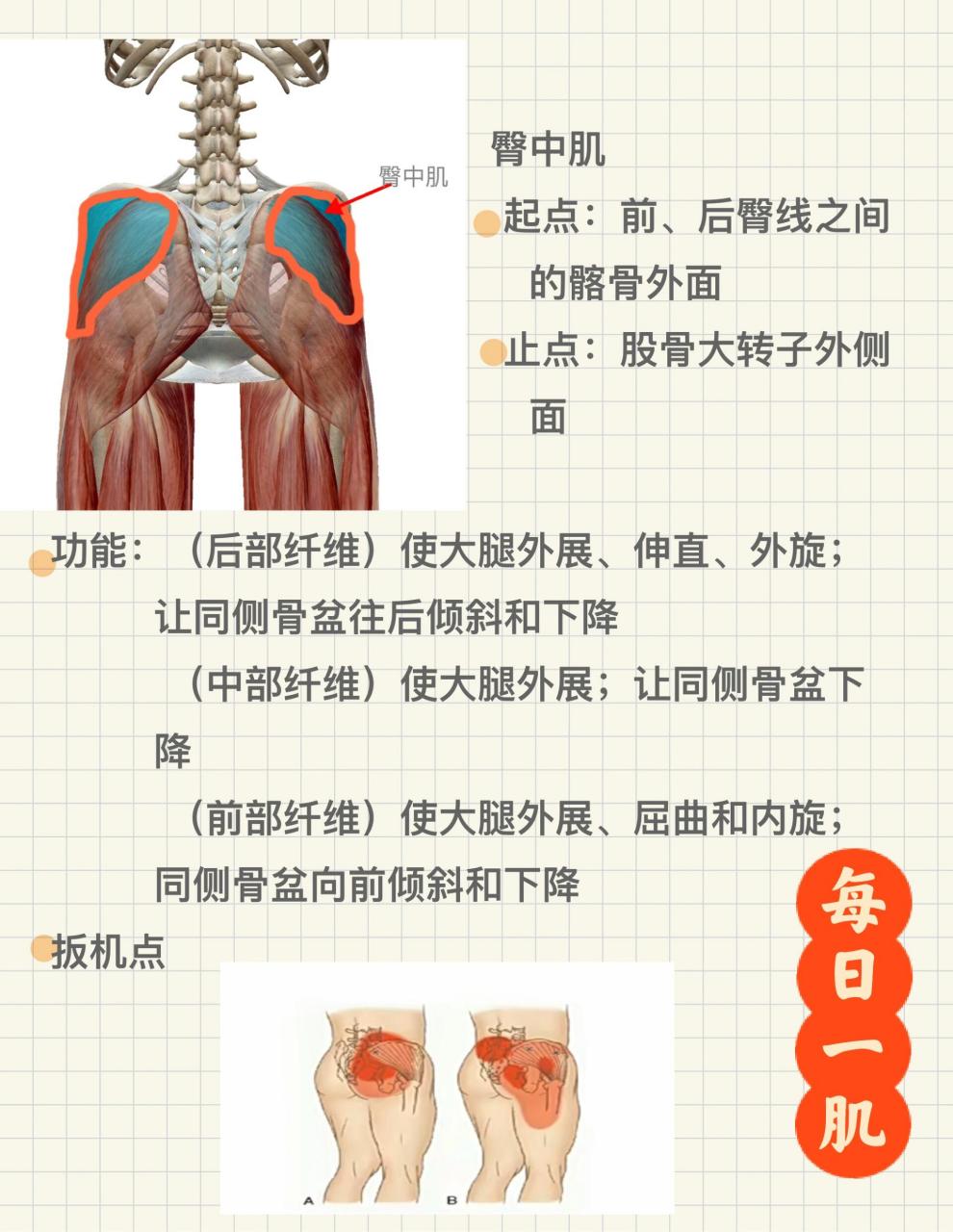每日一肌|臀中肌 臀中肌位于臀小肌浅面和臀大肌深面,是髋关节外展的