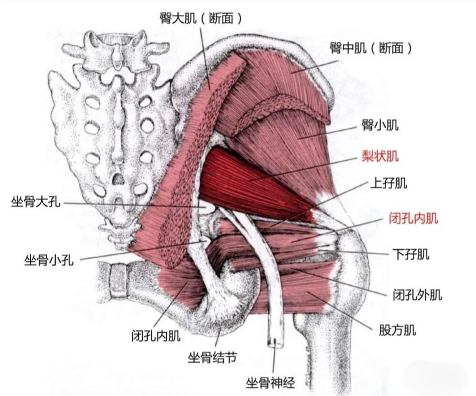 筋骨位置图片