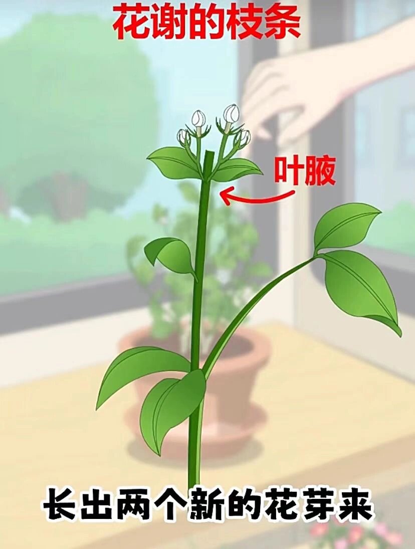 看图一招学会～茉莉花如何修剪