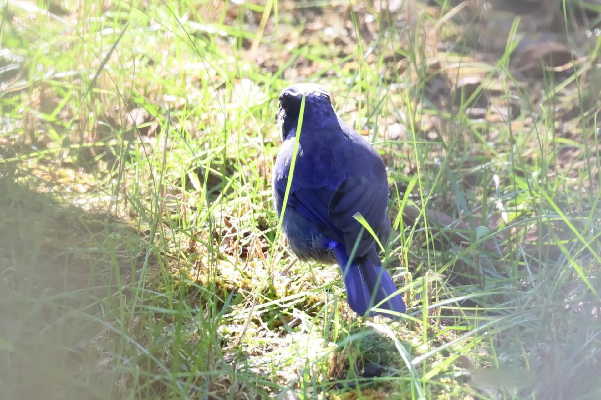 【百鸟志61图纪】 (359)◇70大仙鹟70◇ (癸卯季冬,摄于腾冲