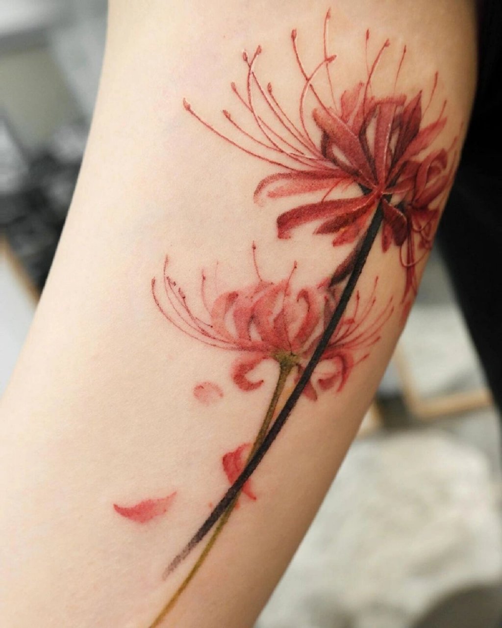 昆明纹身|彼岸花纹身:美丽的忧伤 彼岸花 花开不见叶 叶在不见花 花叶