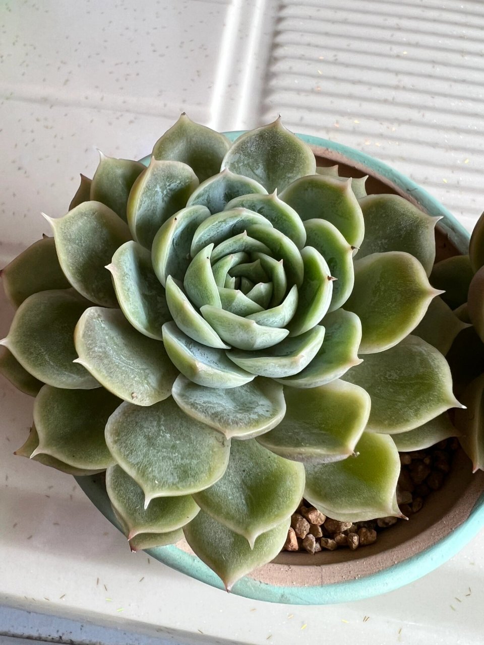 昂斯诺多肉,完全放养的多肉 好多年前一块钱买的小苗,养了好久,今年有