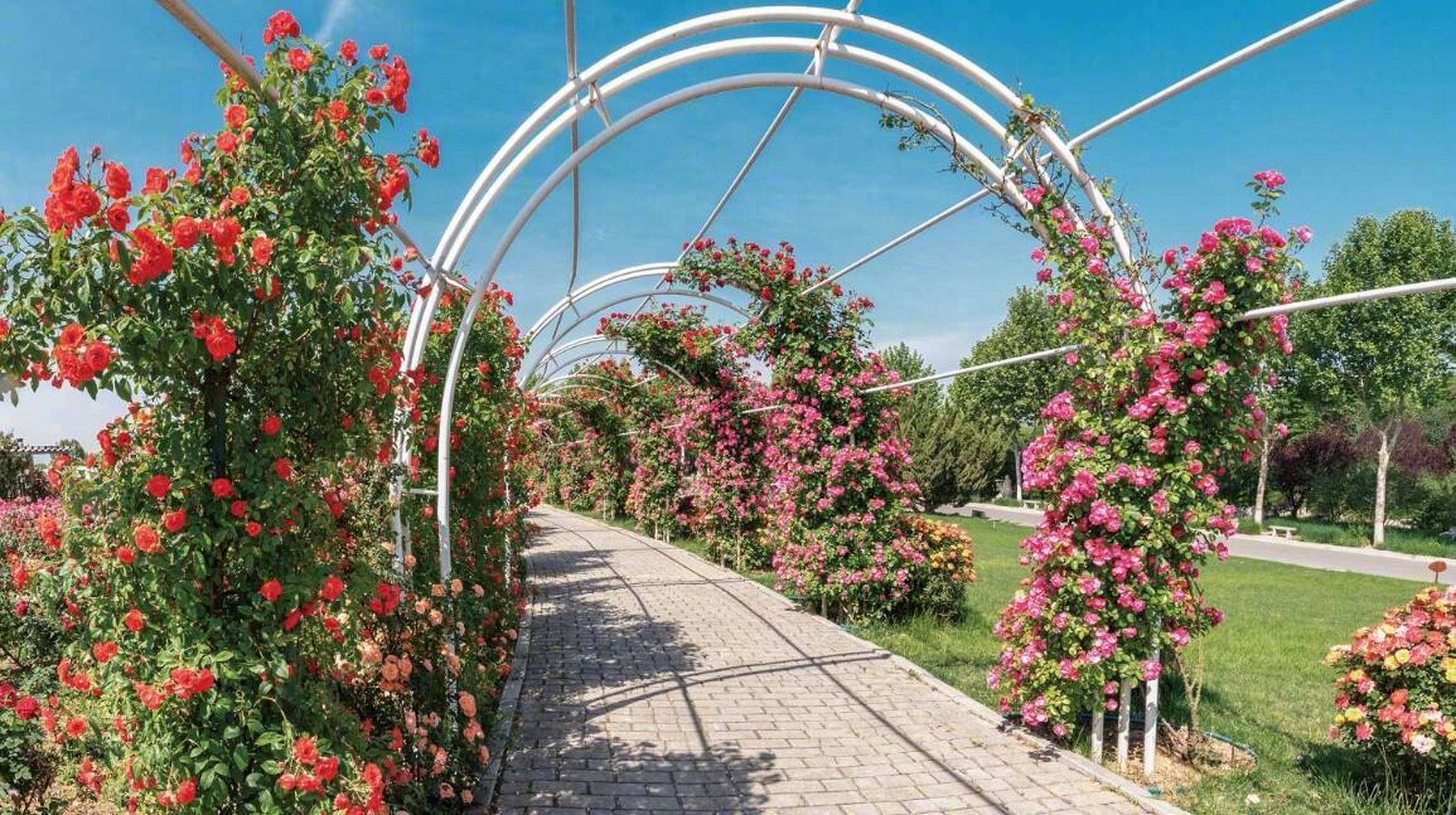 石家庄市植物园20万株月季竞相盛放】夏日已至,又到了石家庄市植物园