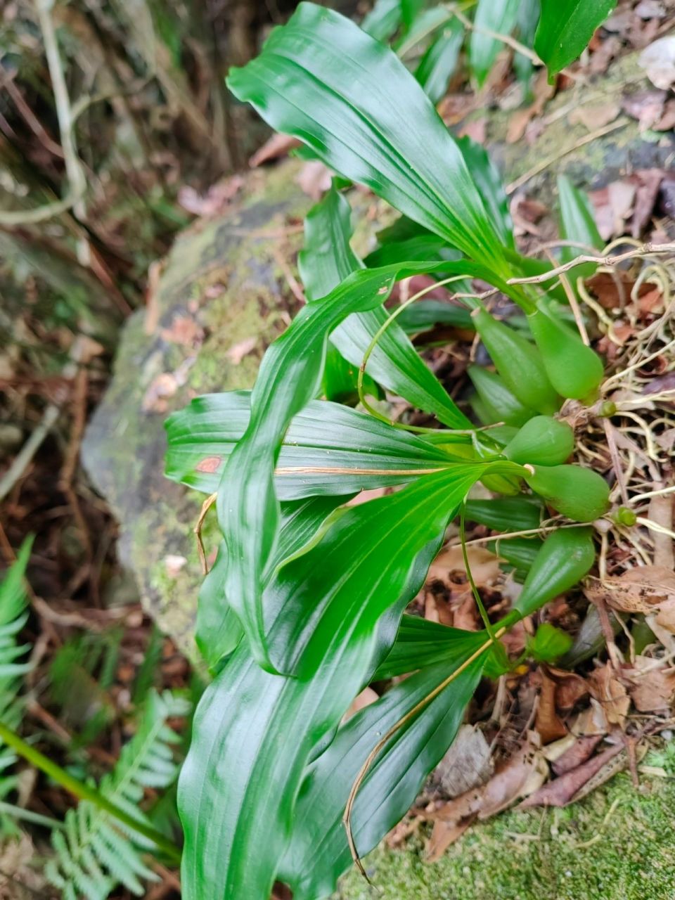 石仙桃pholidota chinensis 记得以前从七娘山主峰下高岭古村小路上