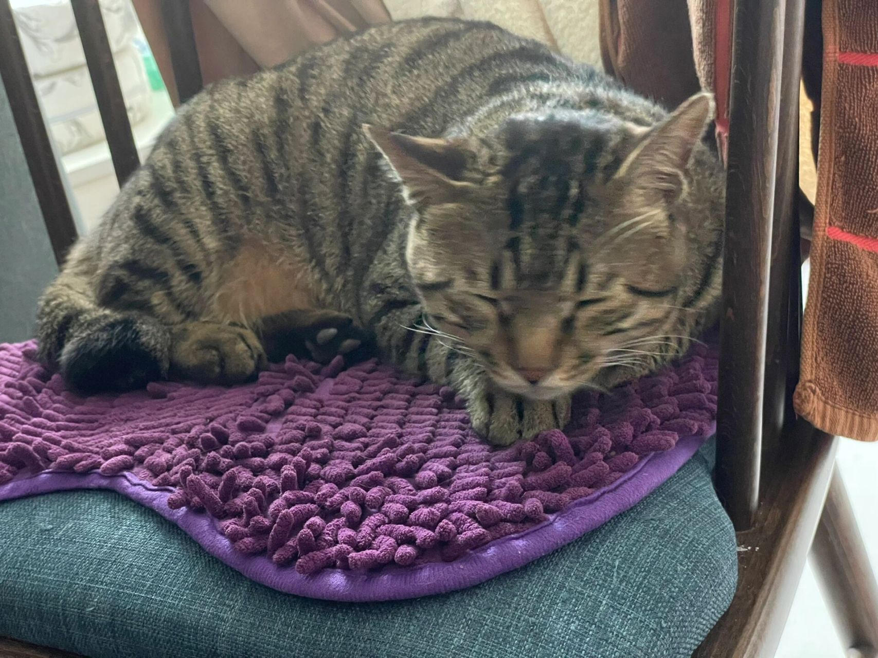 狸花猫花纹 我家这个背上怎么跟其他猫不一样,有两条线