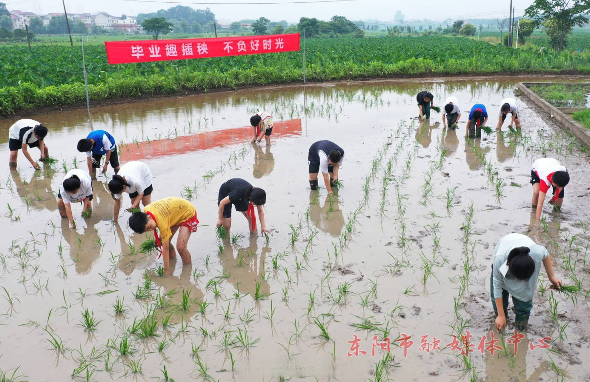 【畢業生 趣插秧】6月22日,東陽市巍山鎮中心小學六年級學生在校外