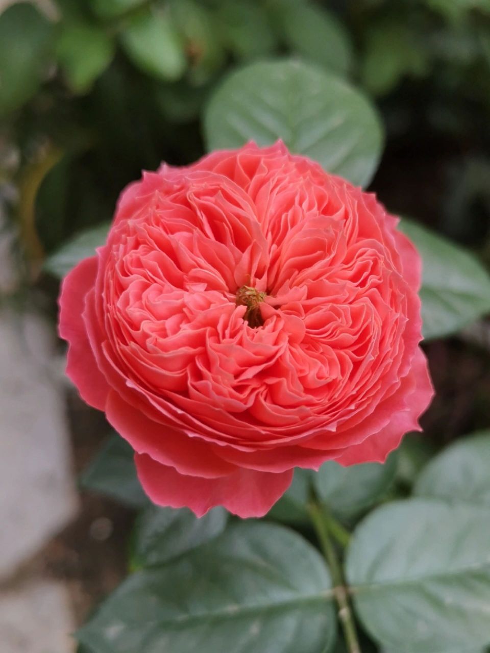 天狼自育月季:朱砂碗 夏天天气热时,花型不够包,花色较淡.