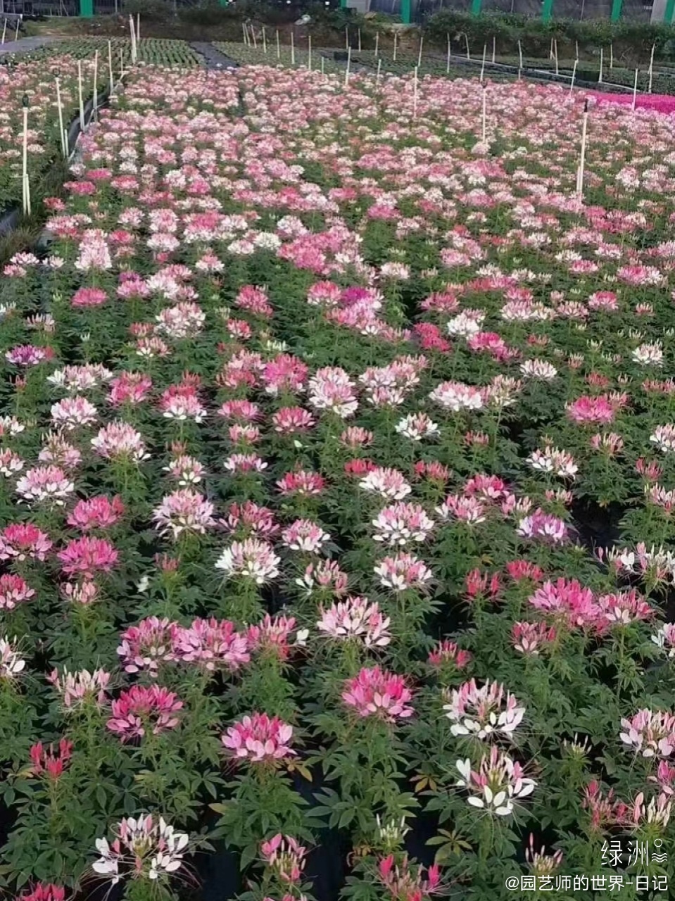 醉蝶花育苗 醉蝶花基本采用籽播扩繁,醉蝶花种子活性好,发芽率高,可