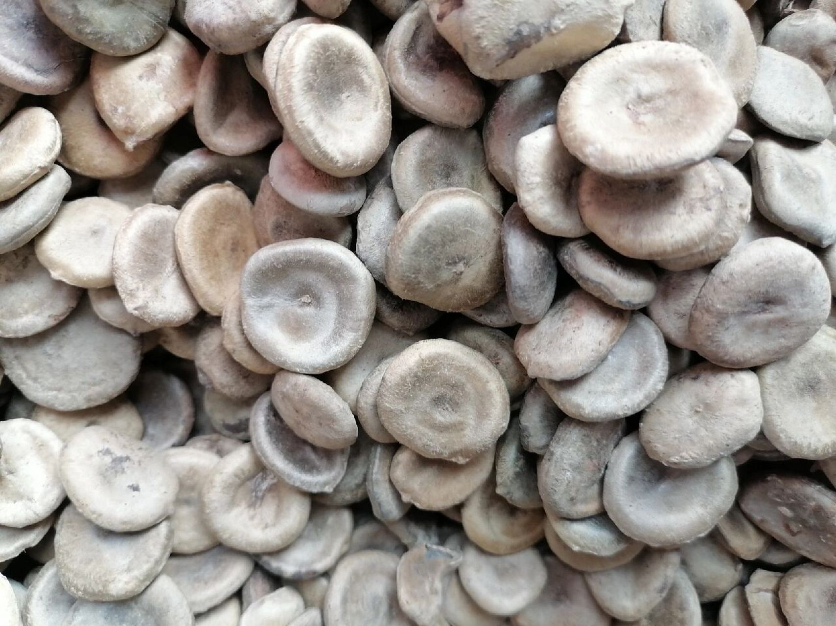 优质中药材——马钱子(进口货) 最近马钱子(毒性药材之一)比较火,是