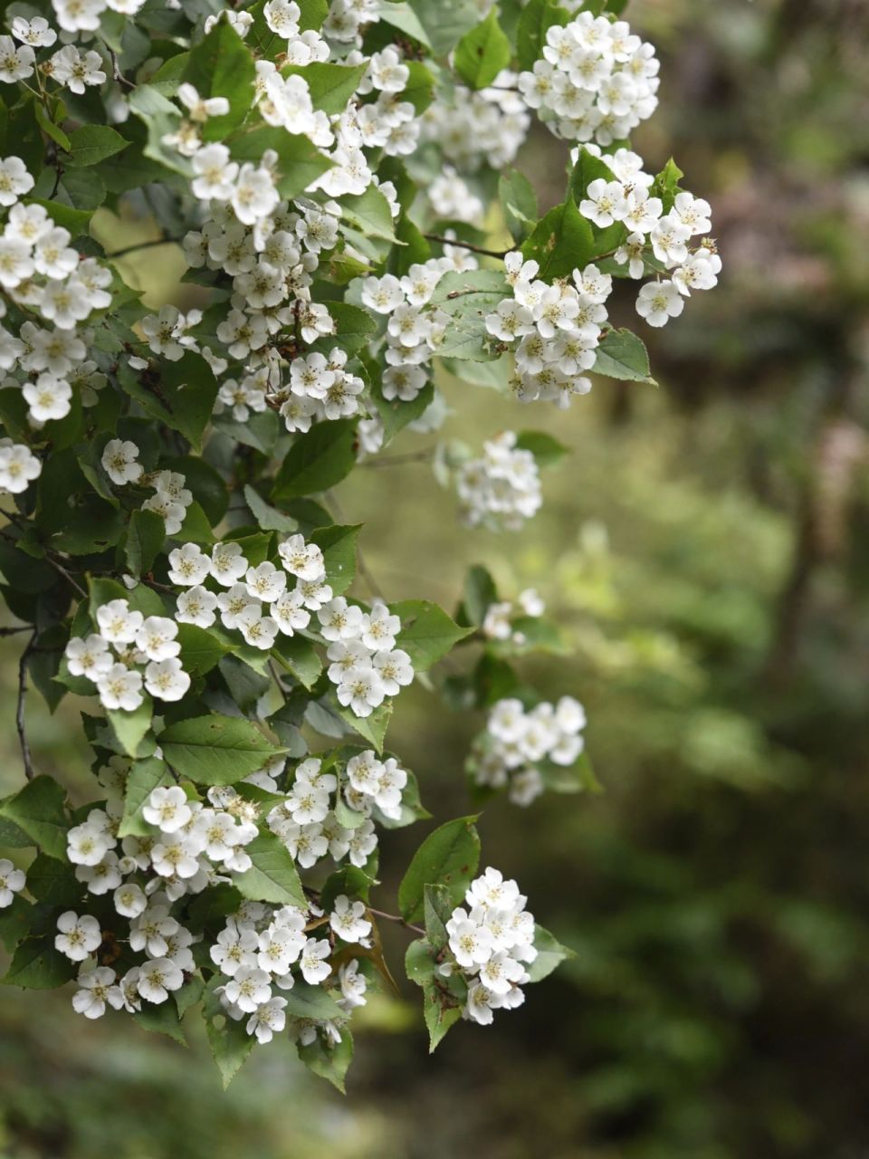 植物-小叶石楠 山上的花,总是自带仙气,哪怕是小花!