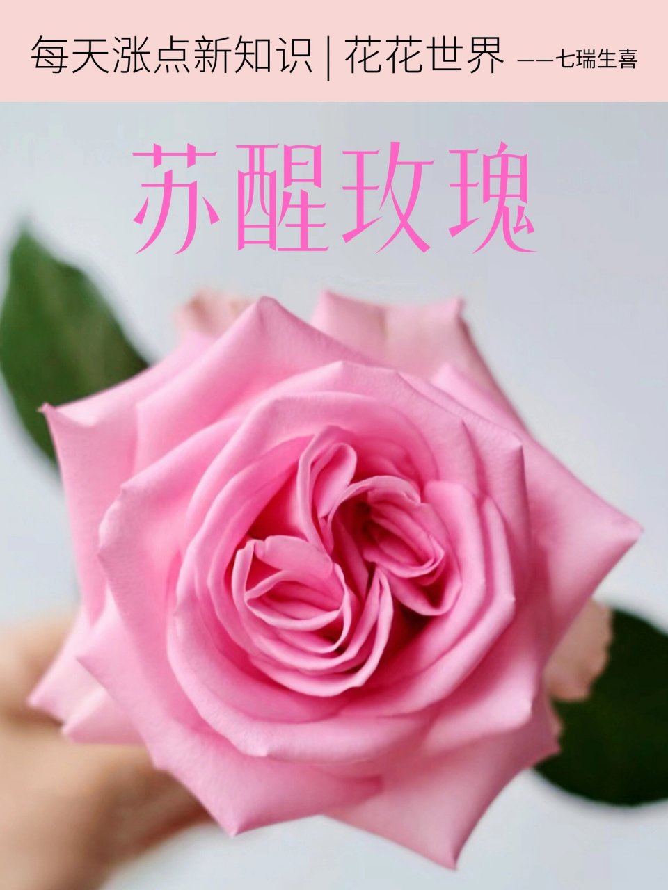 苏醒花语图片