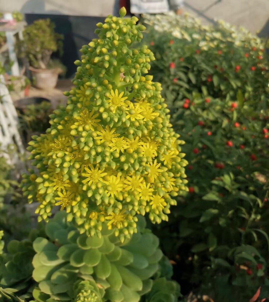 这是绿法师,开花了98989898 一姐们养在棚里, 居然开花了98