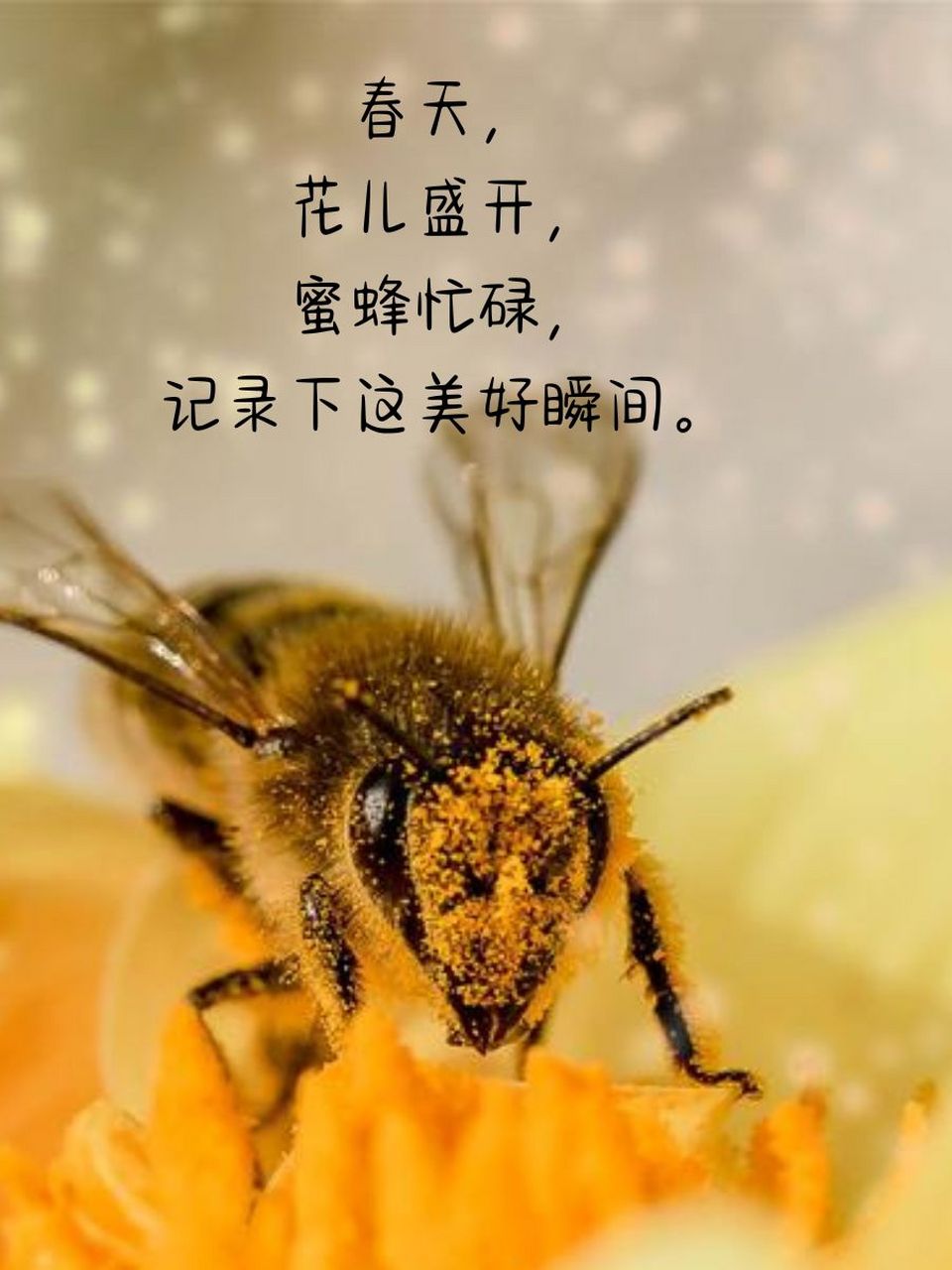 关于蜜蜂的昆虫备忘录怎么写 首先,选择记录形式,是文字还是图文